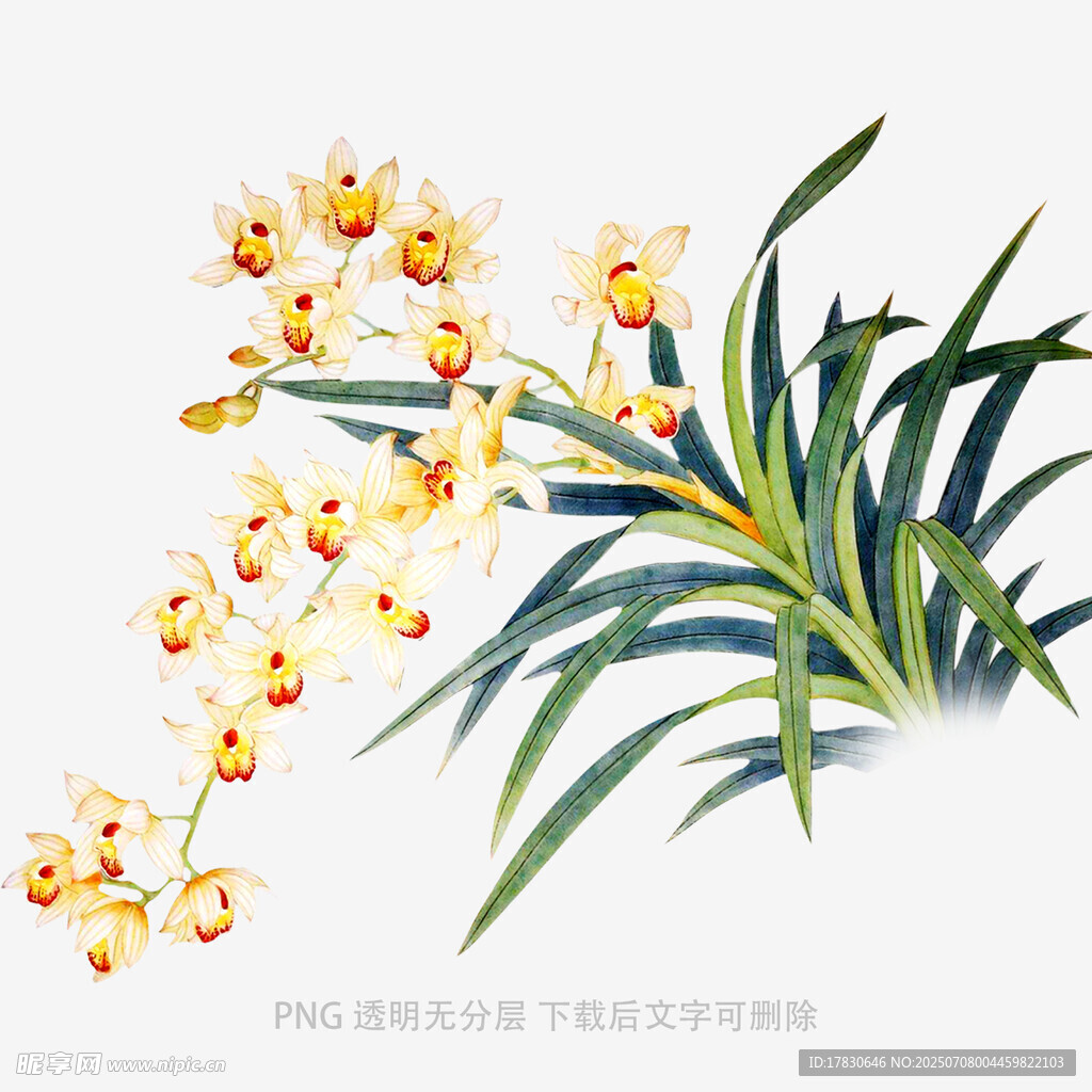 兰花