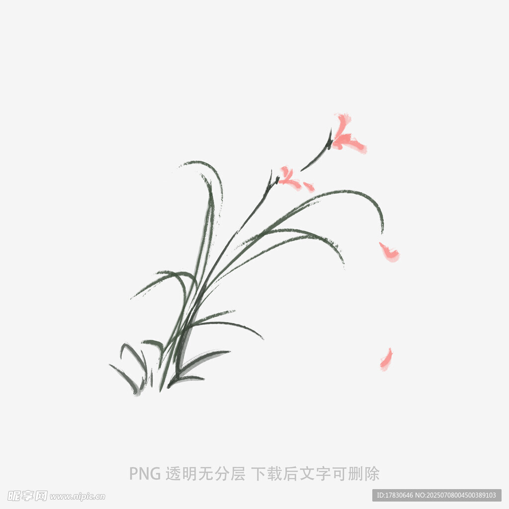 兰花