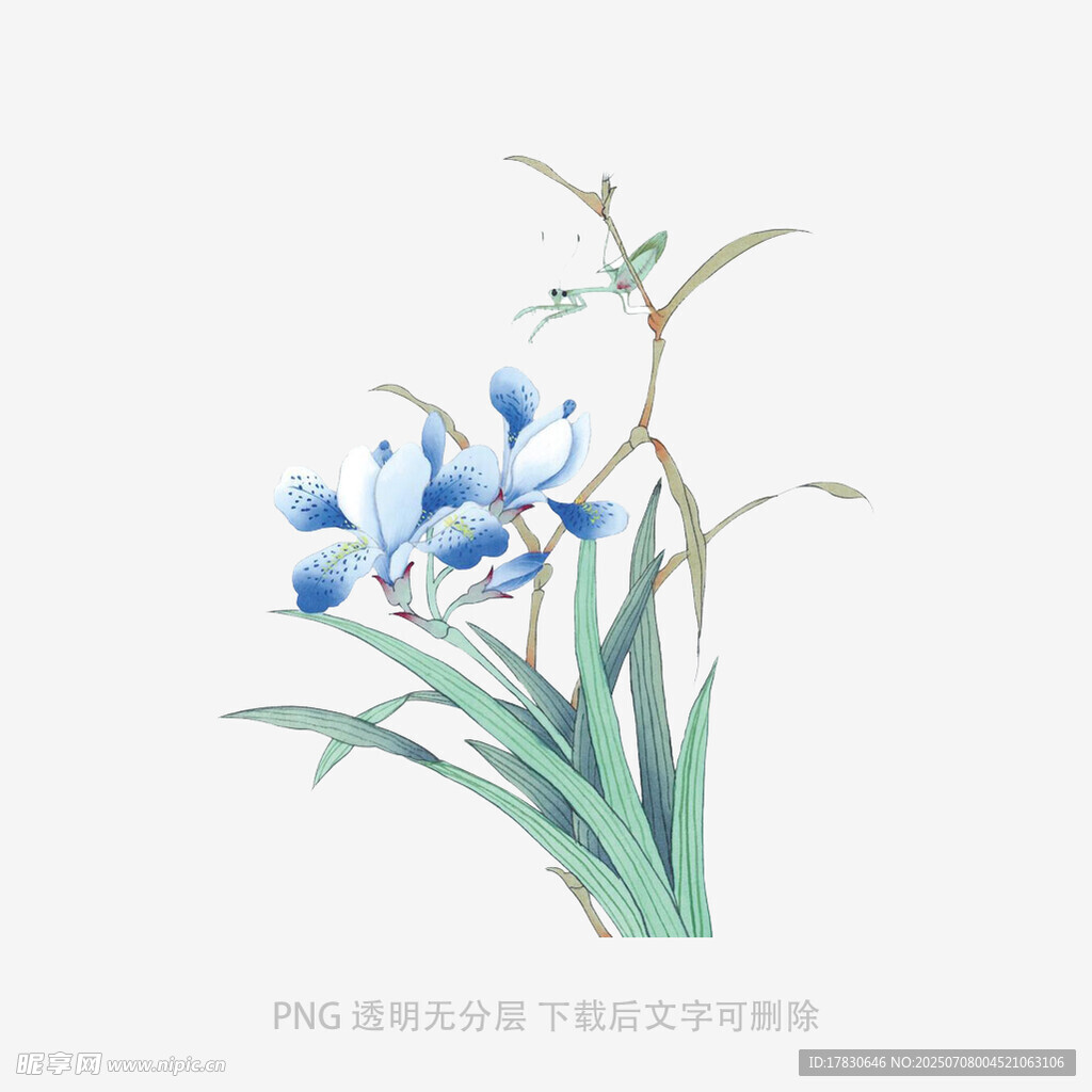 兰花