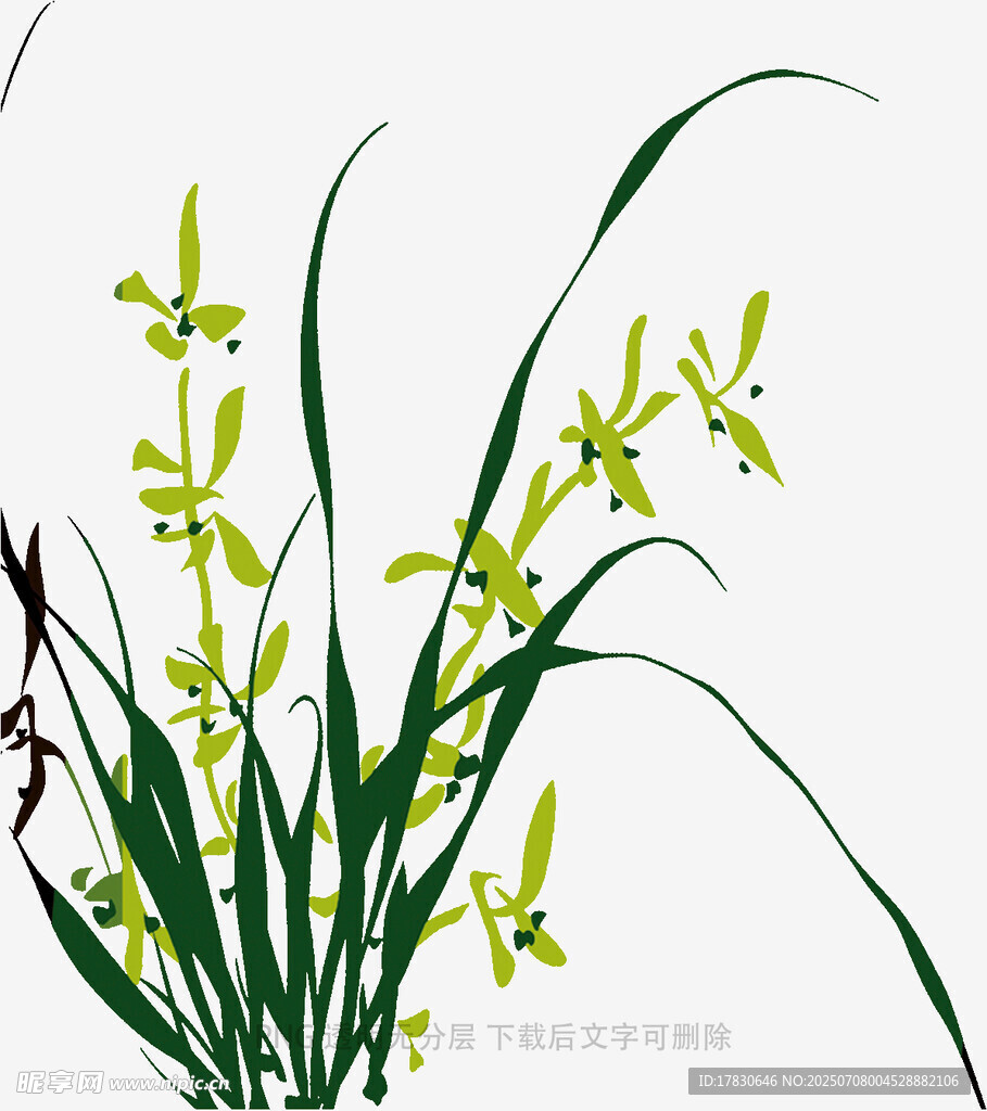 兰花
