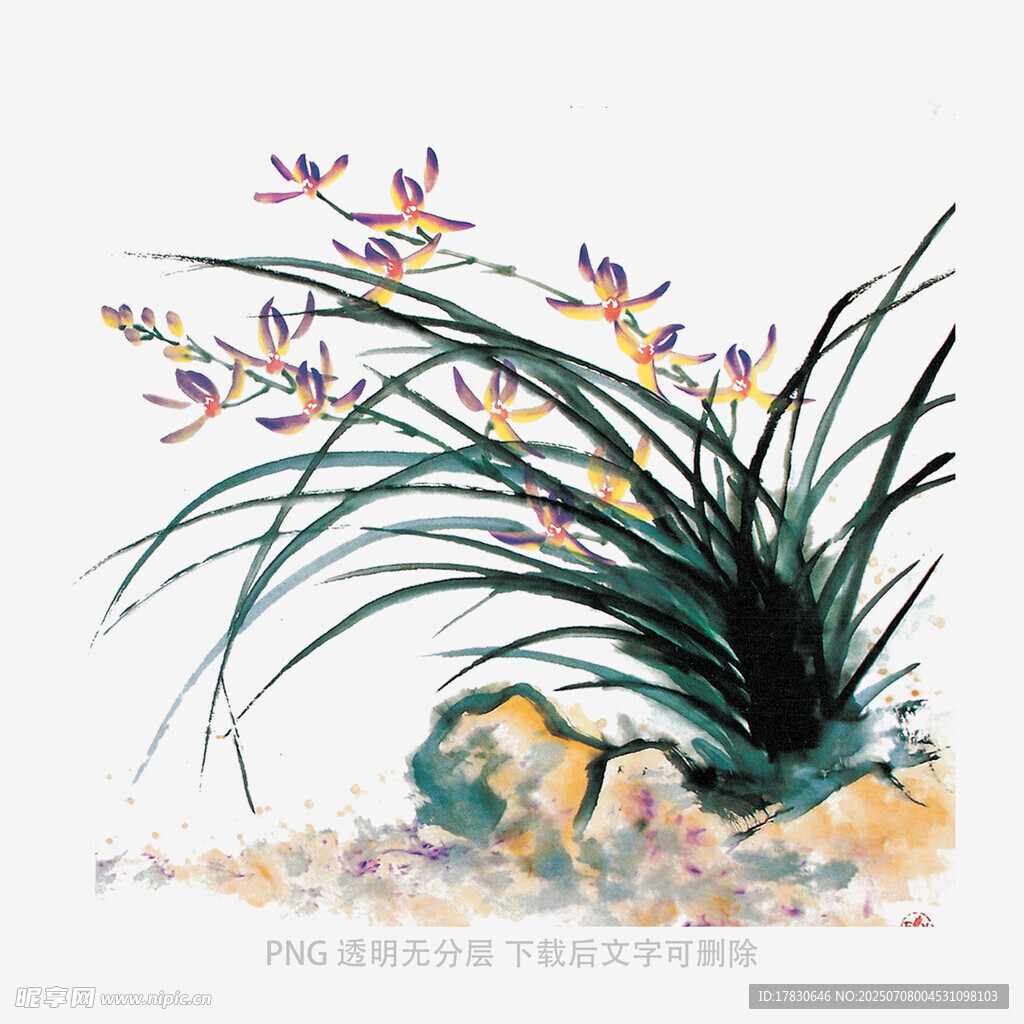 兰花