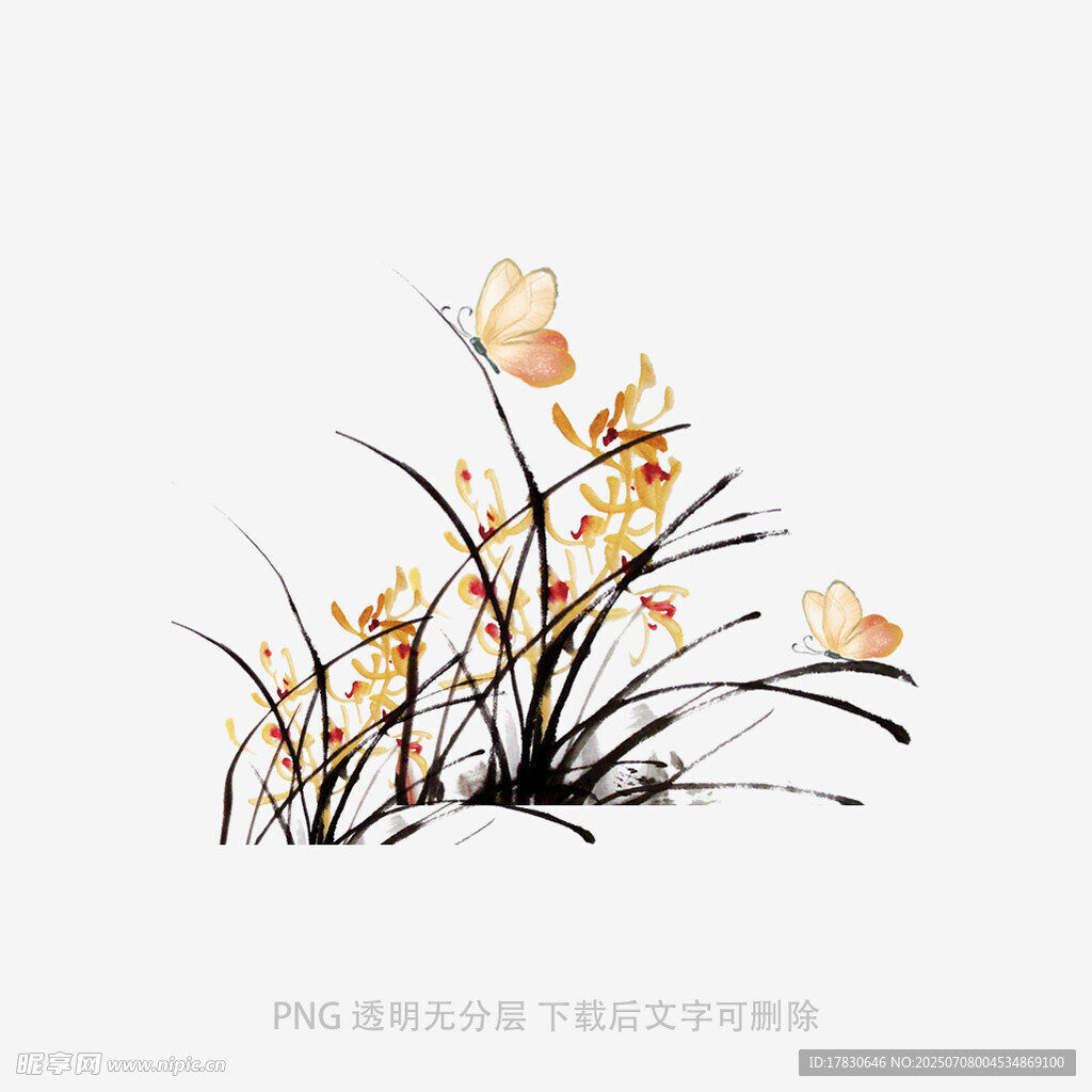 兰花
