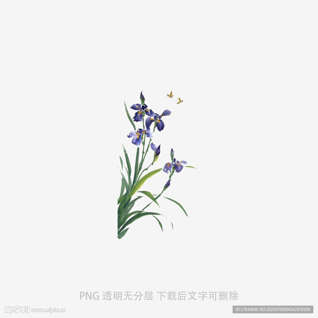 兰花