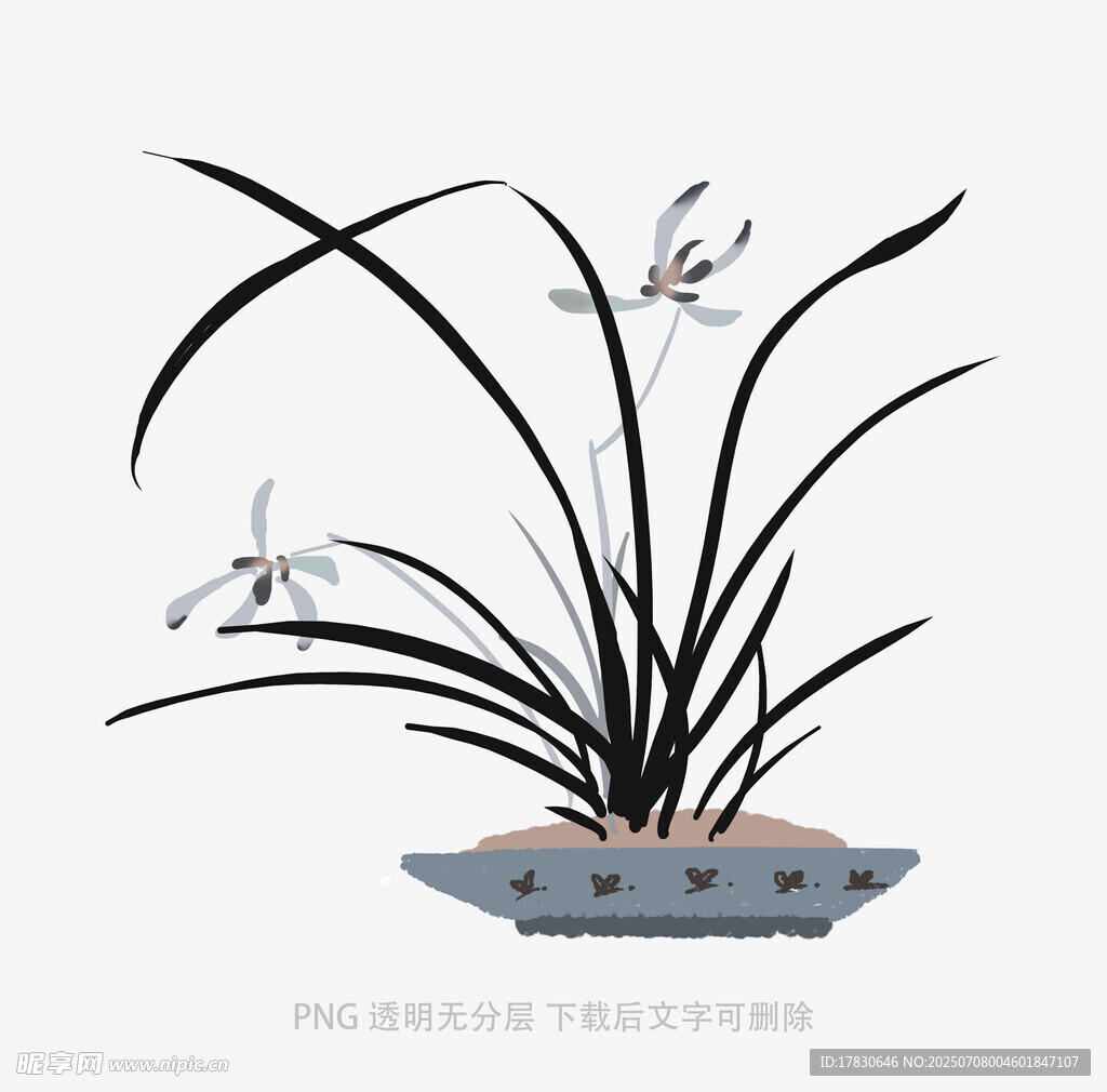 兰花