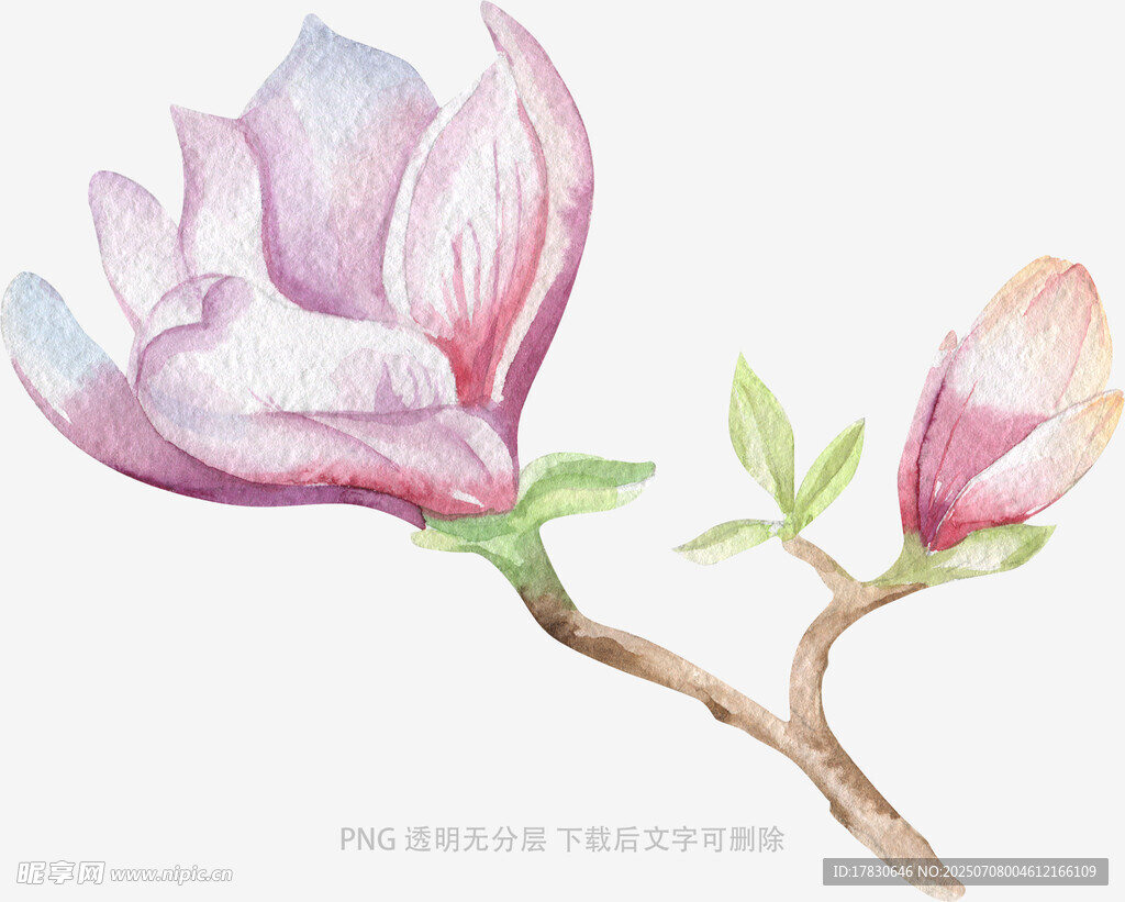 兰花