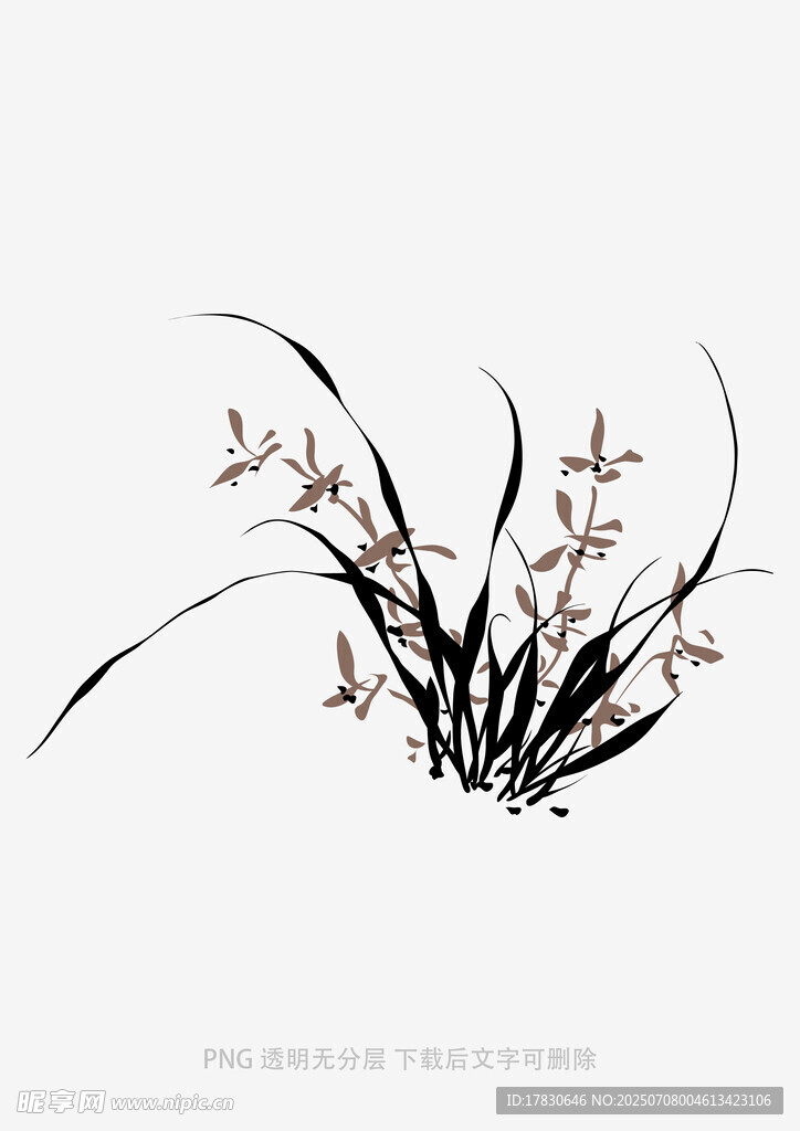 兰花