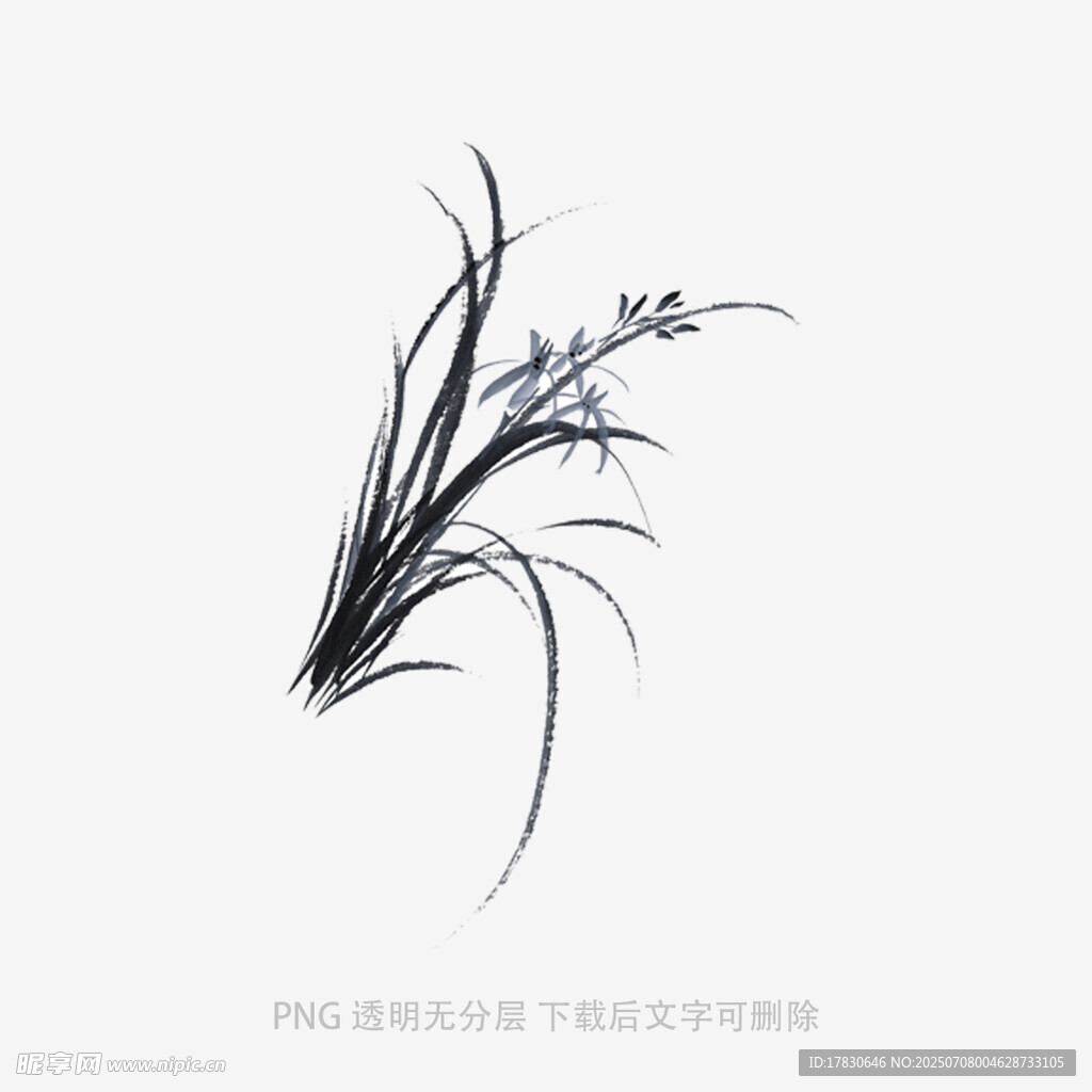兰花