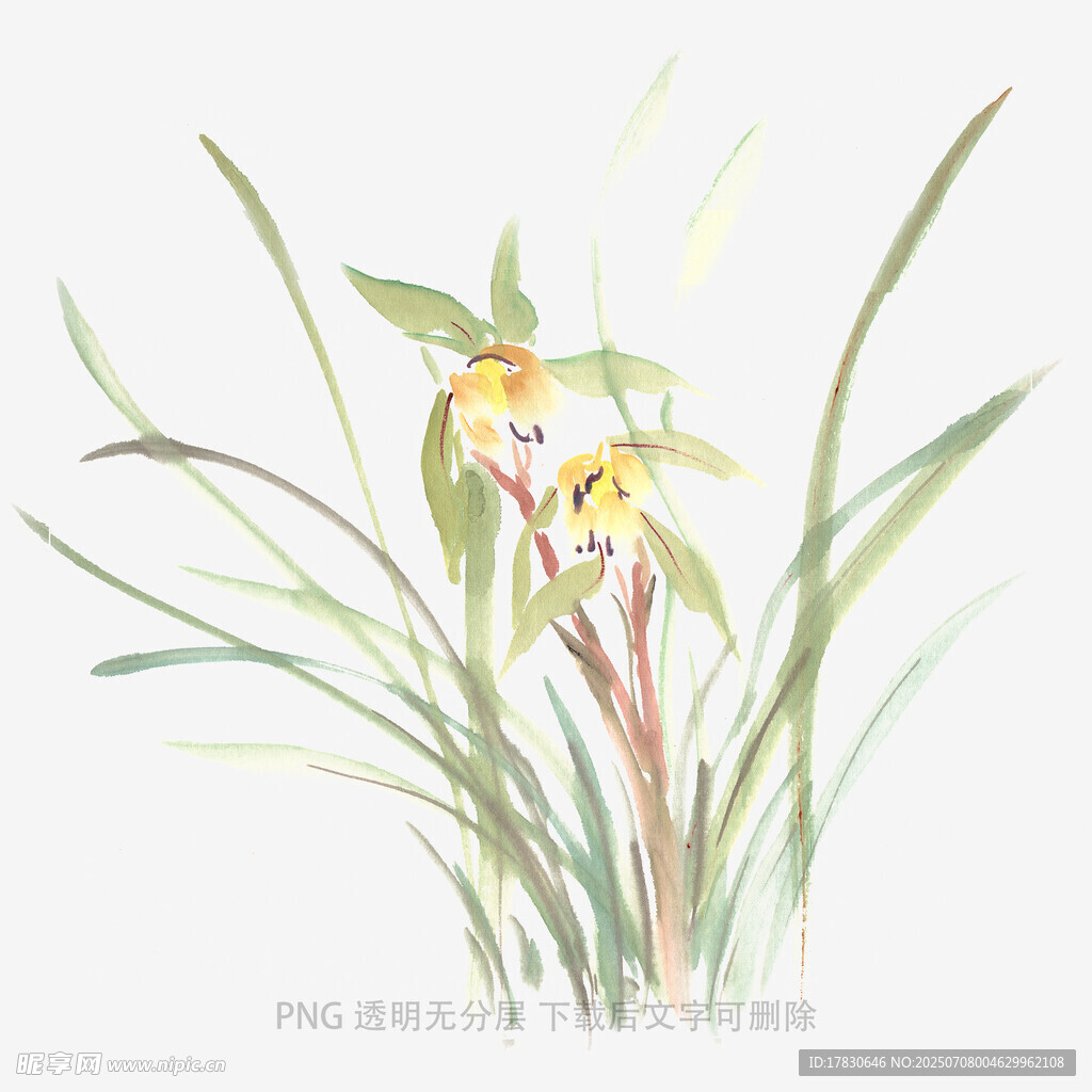 兰花