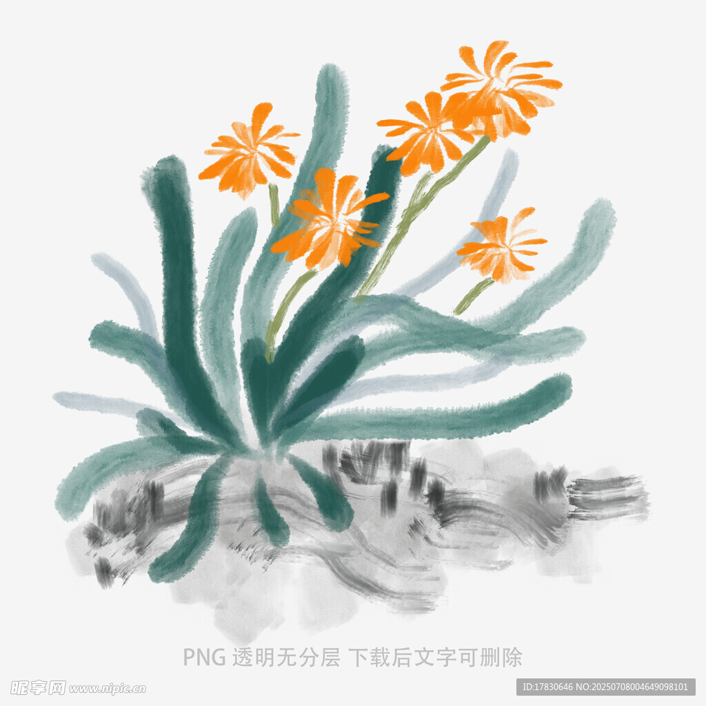 兰花