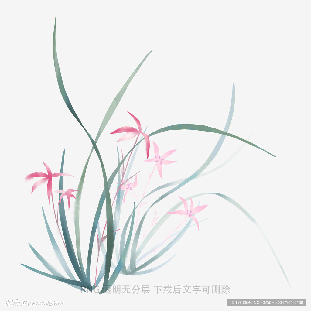 兰花