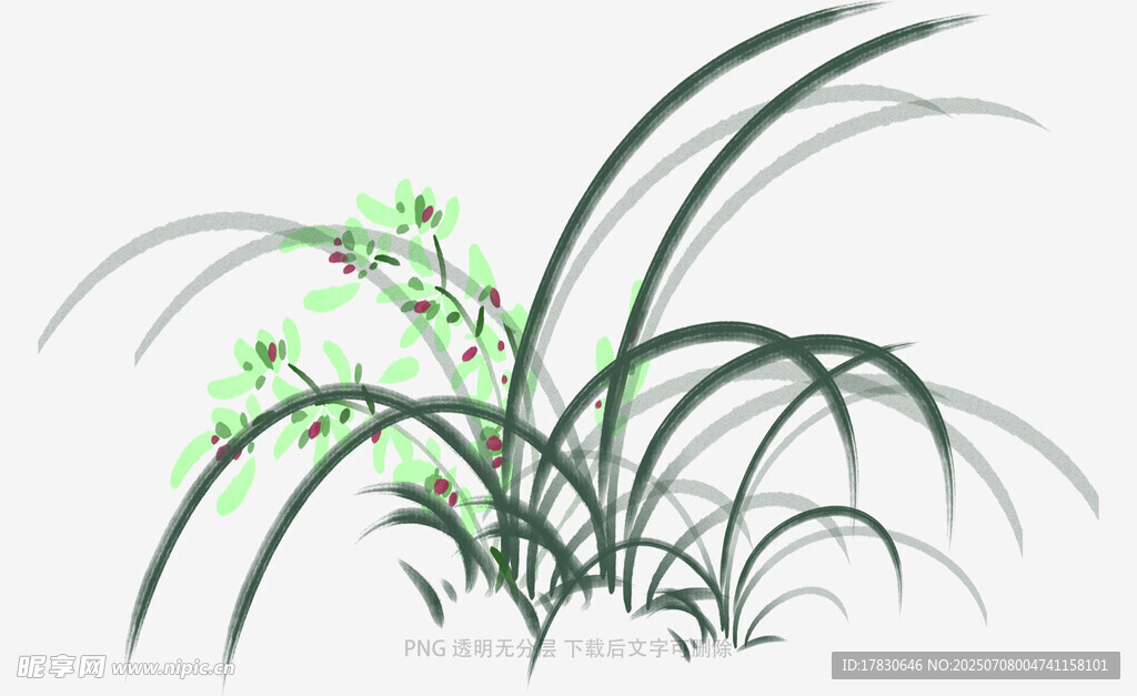 兰花
