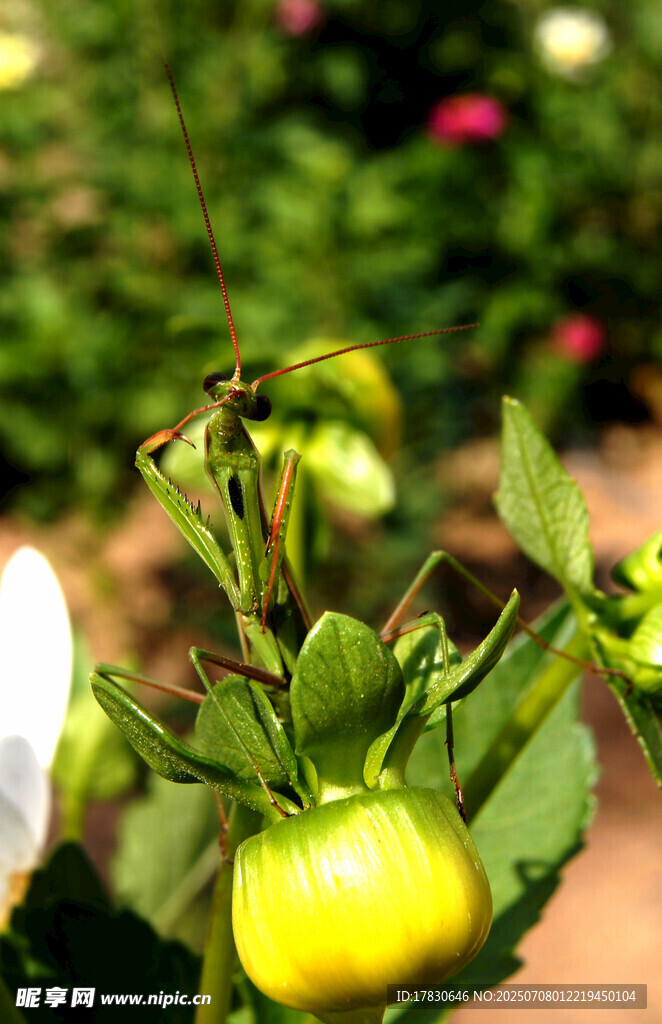 黄色灯笼椒植株特写