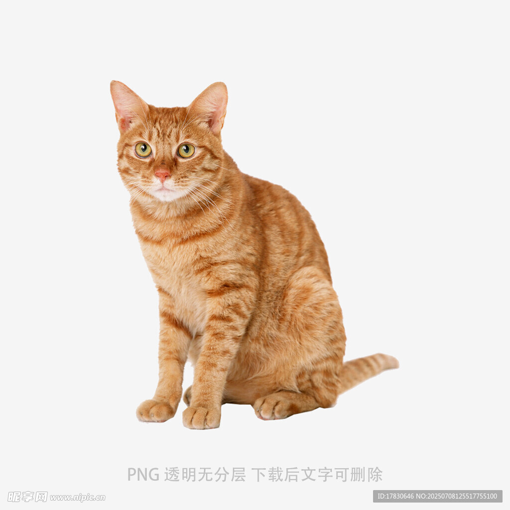 橘猫端坐