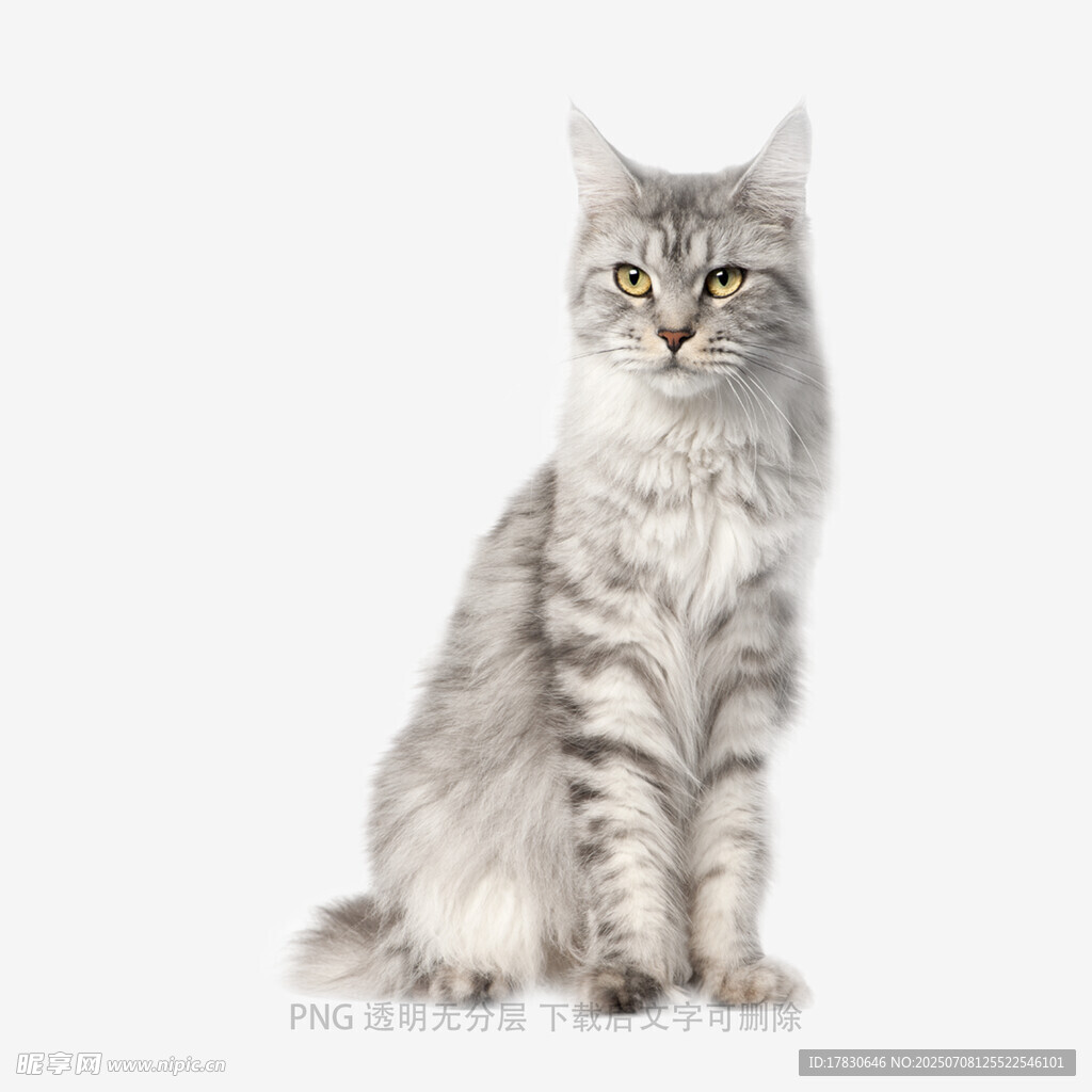 银灰色长毛猫端坐