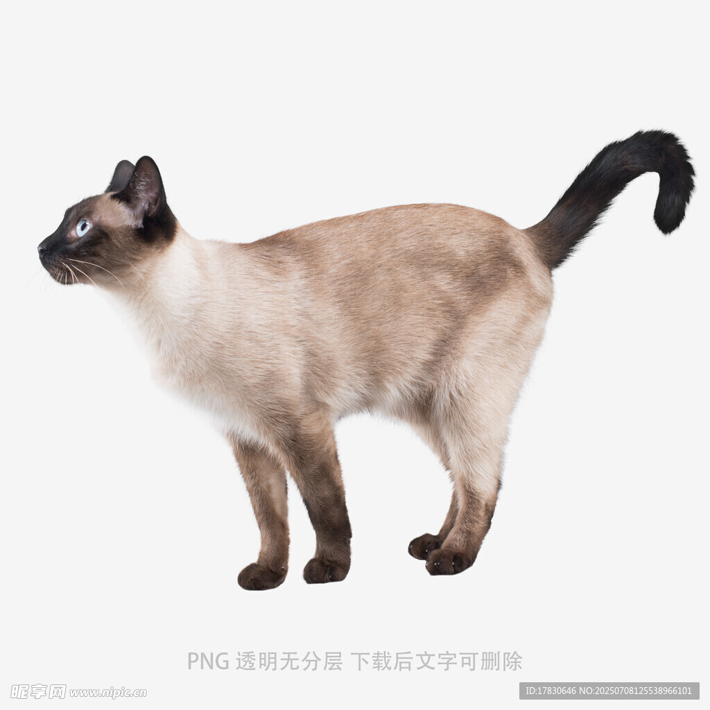 暹罗猫站立侧视图
