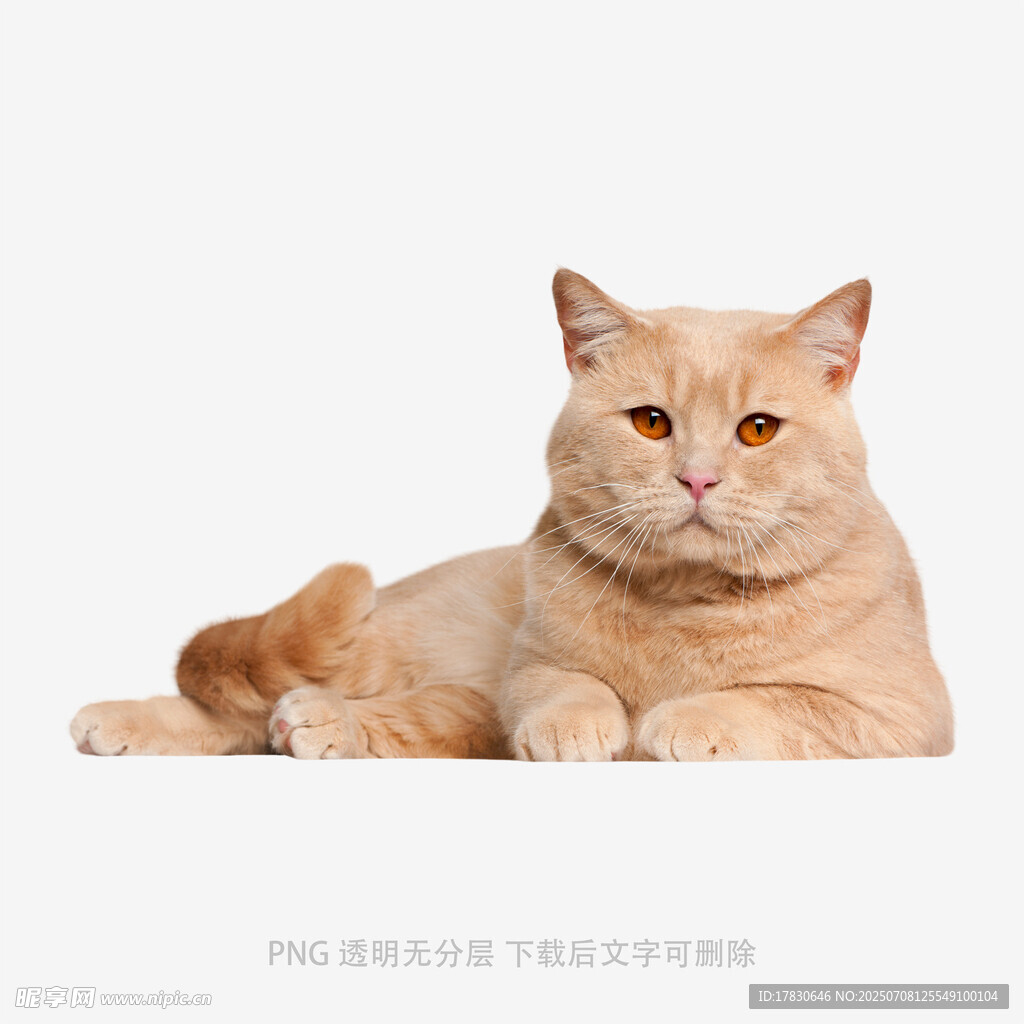 橘色猫咪慵懒趴卧