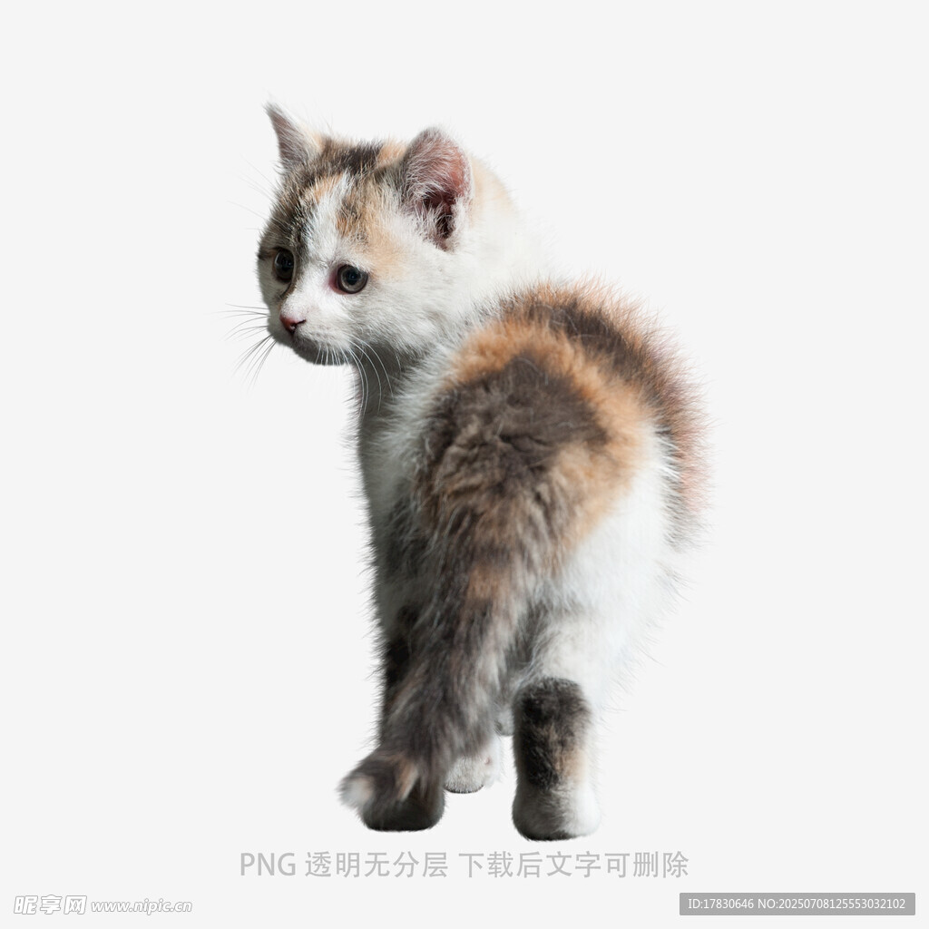 可爱小猫背影
