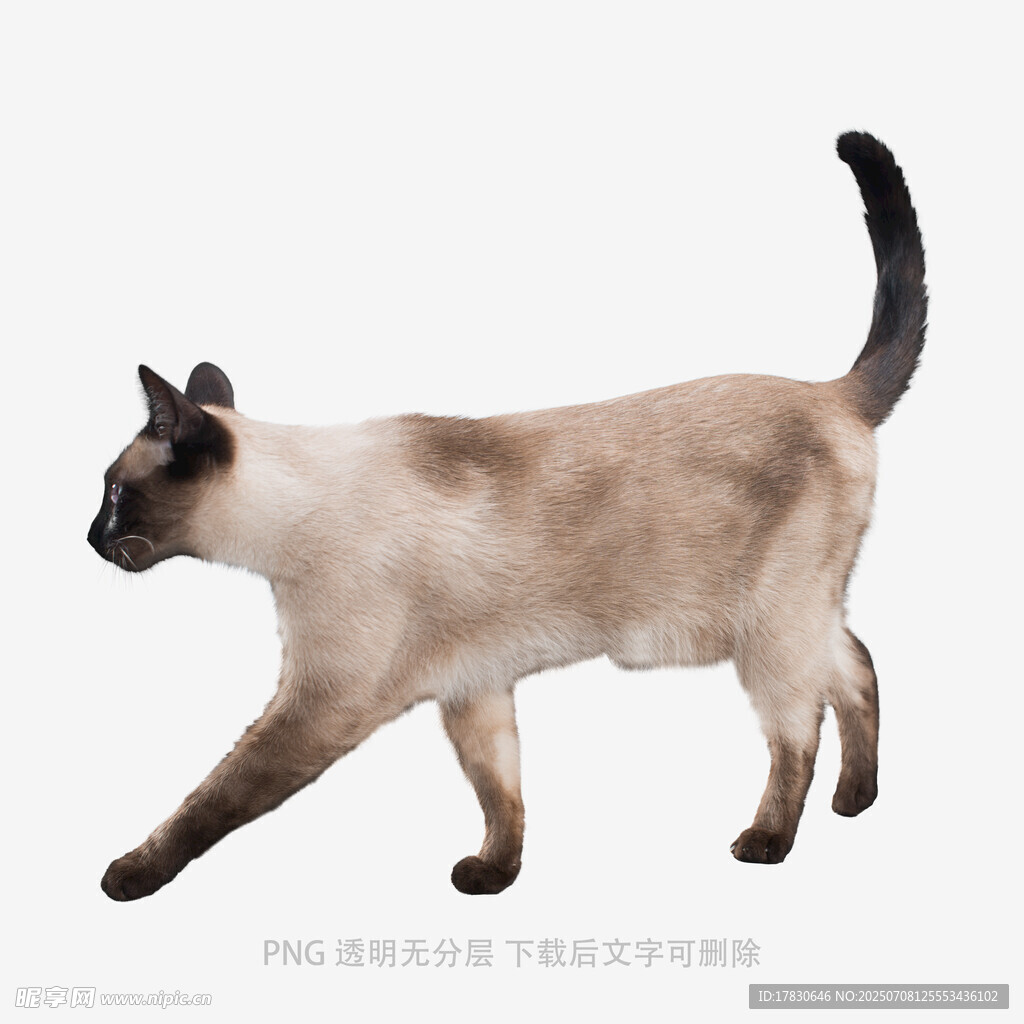 行走的暹罗猫