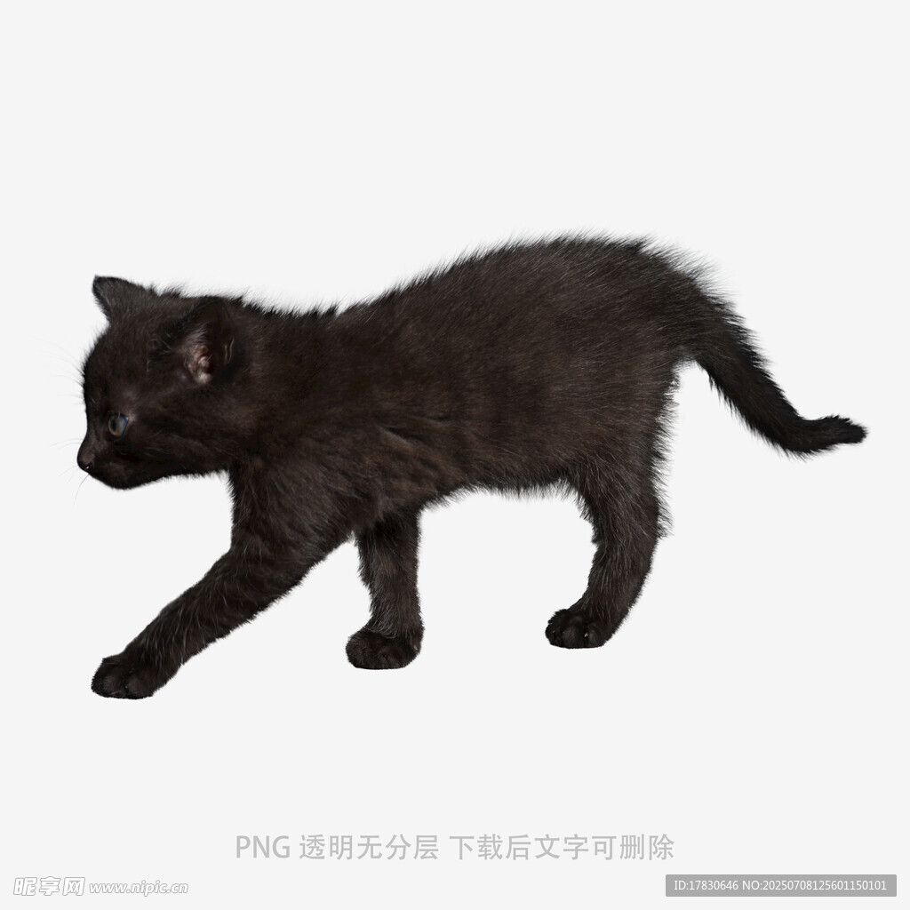 黑色小猫行走瞬间
