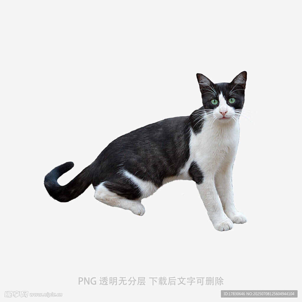 黑白猫咪优雅蹲坐