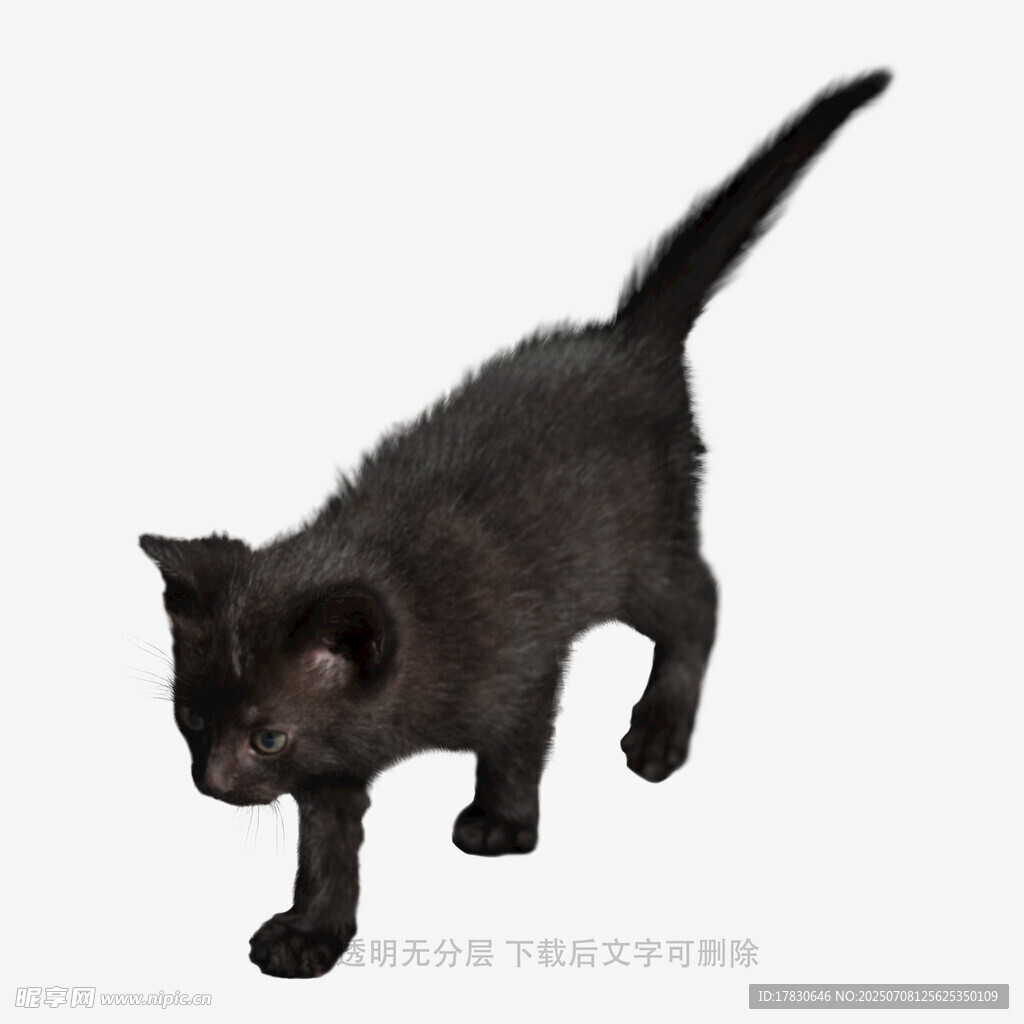 黑色小猫行走瞬间