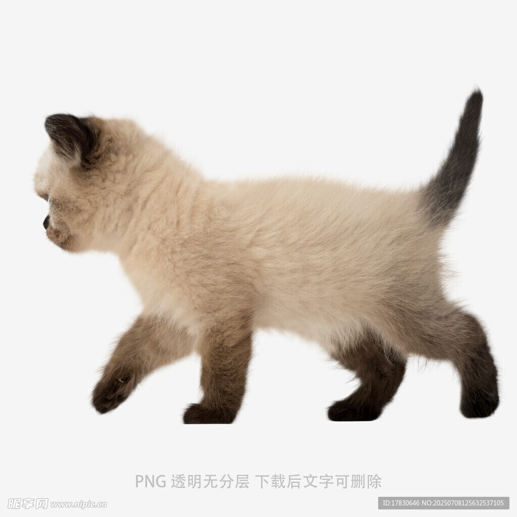 行走的可爱小暹罗猫