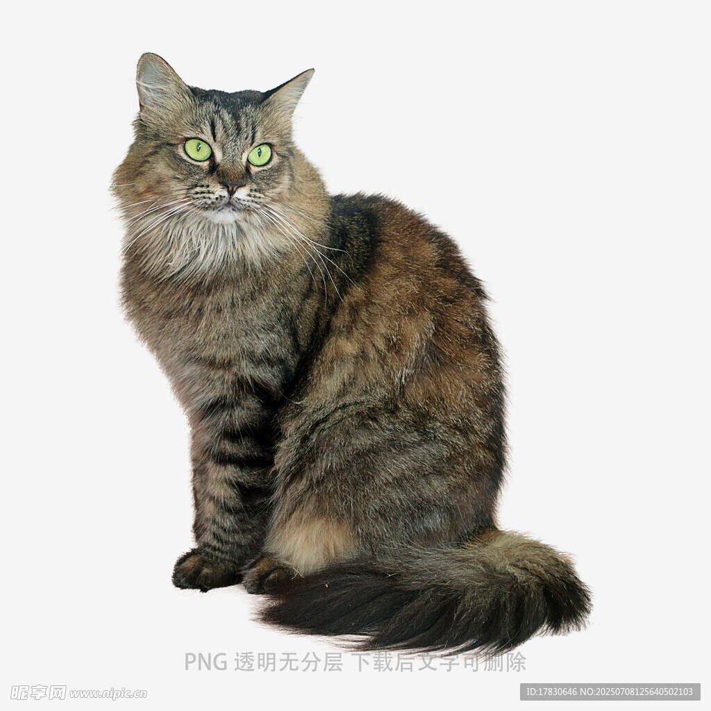 坐立的长毛猫