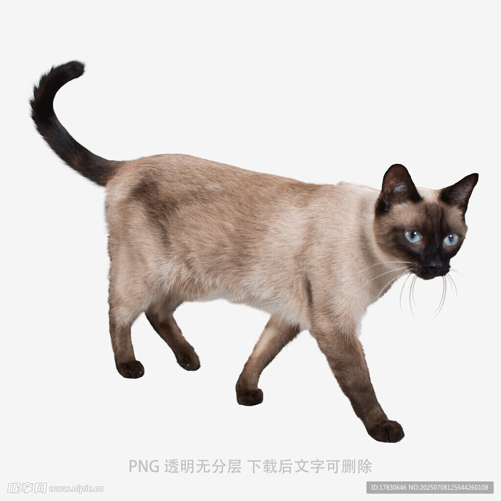 暹罗猫优雅行走