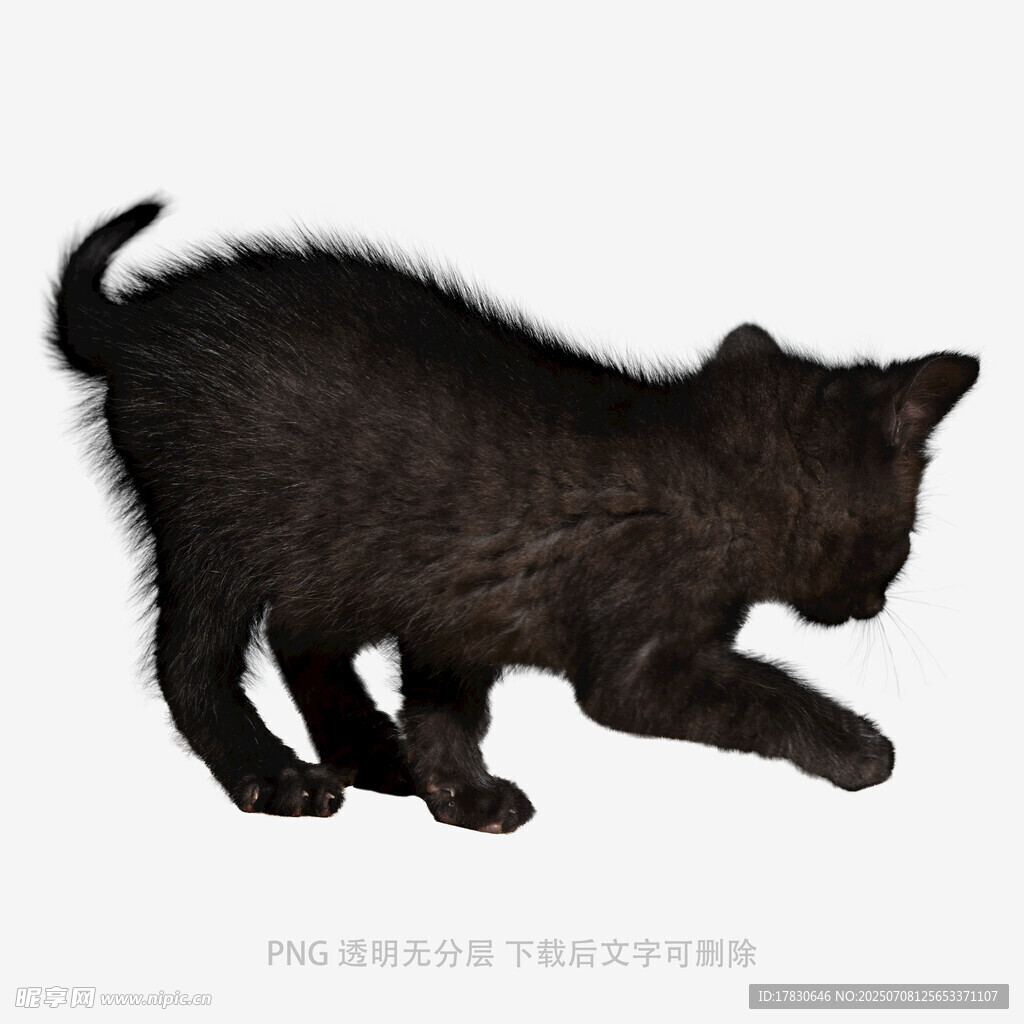 黑色小猫可爱姿态