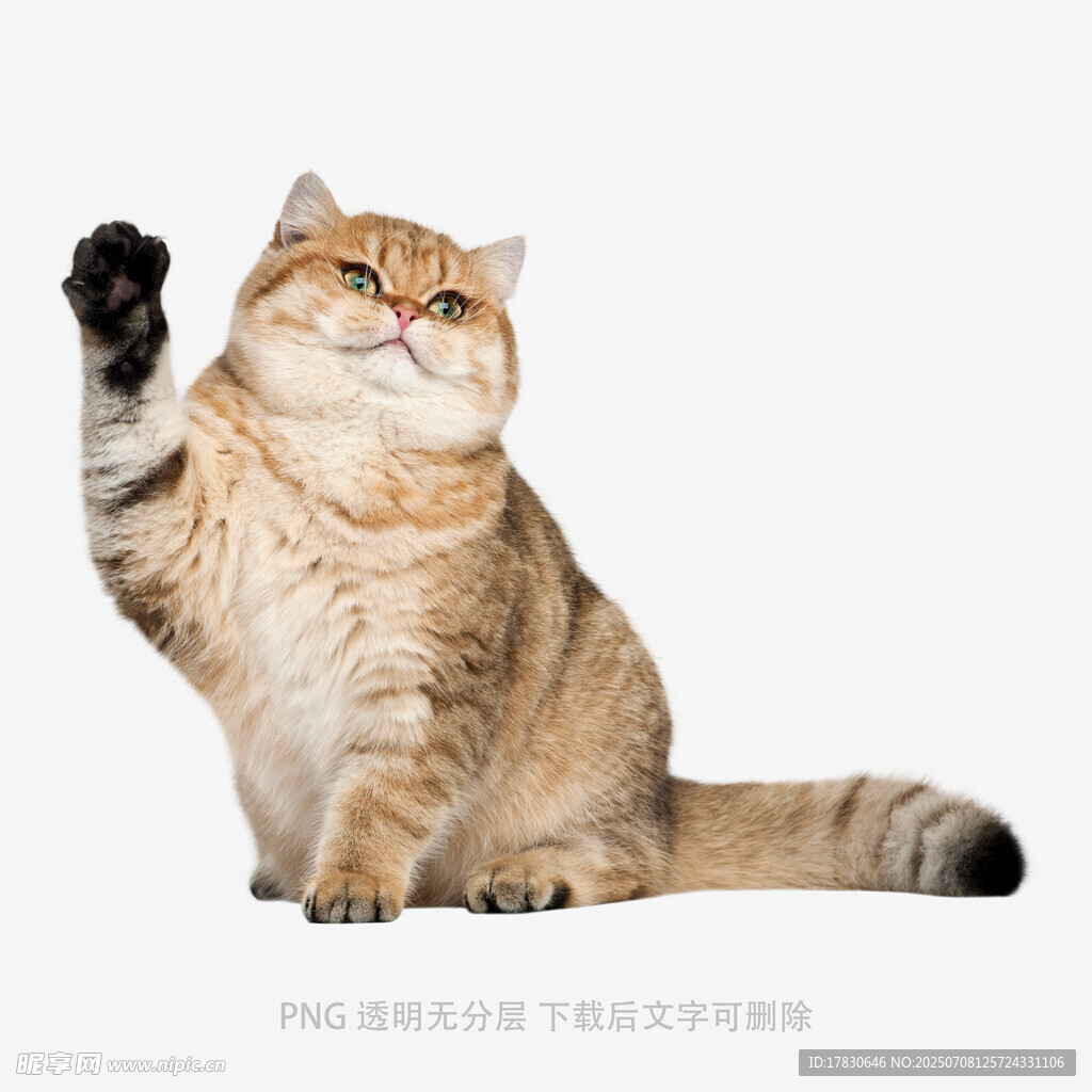 可爱猫咪举手卖萌