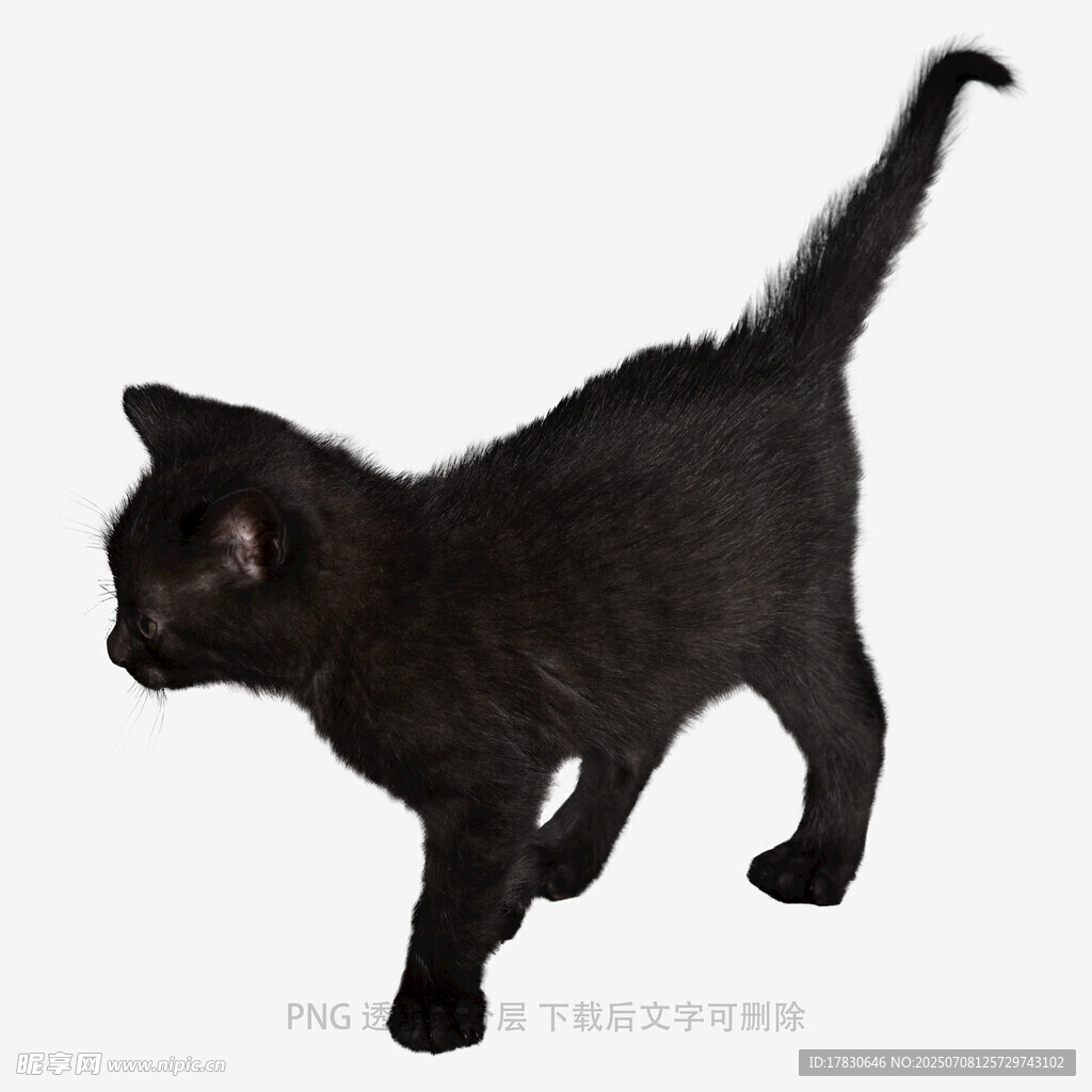 黑色小猫行走瞬间