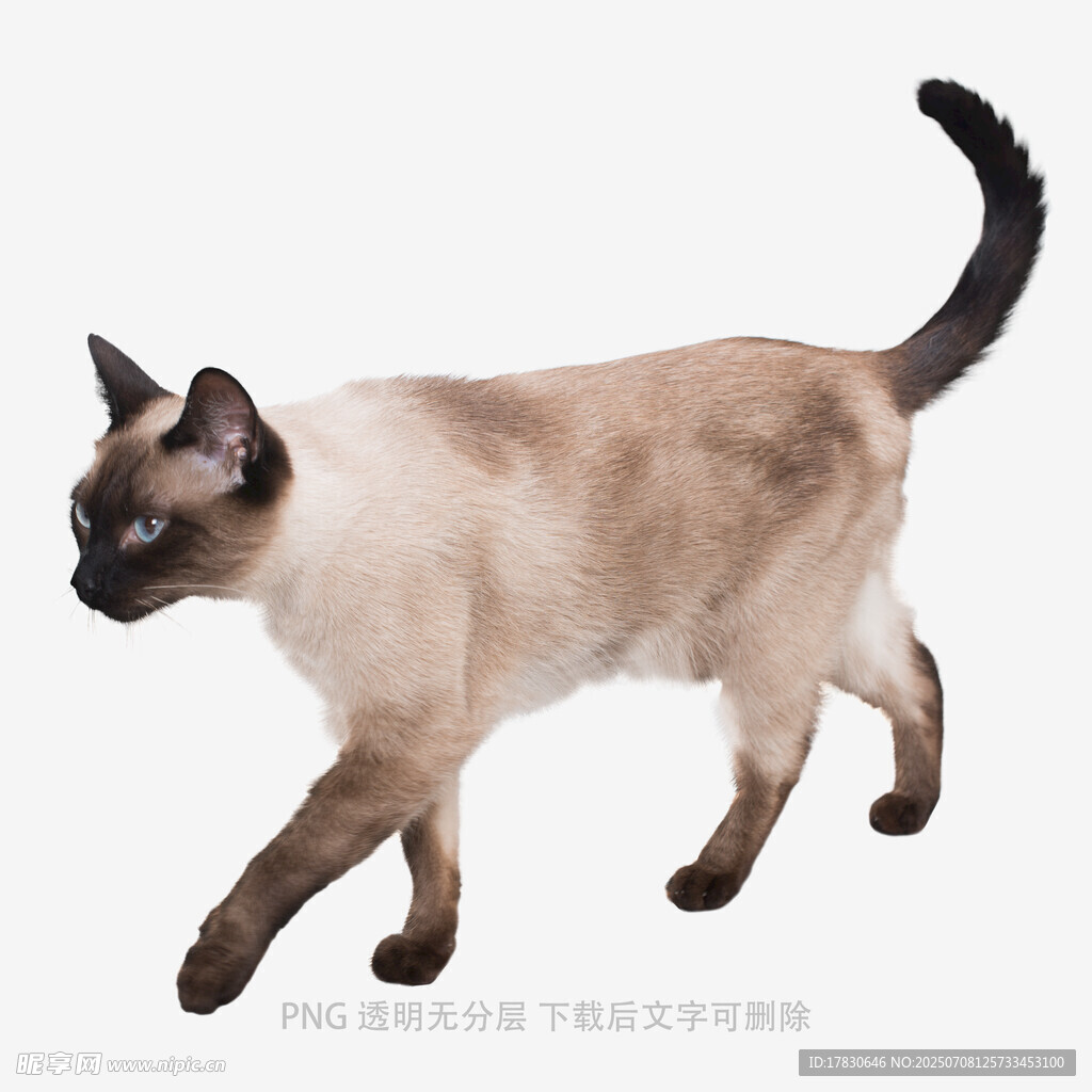 暹罗猫优雅行走