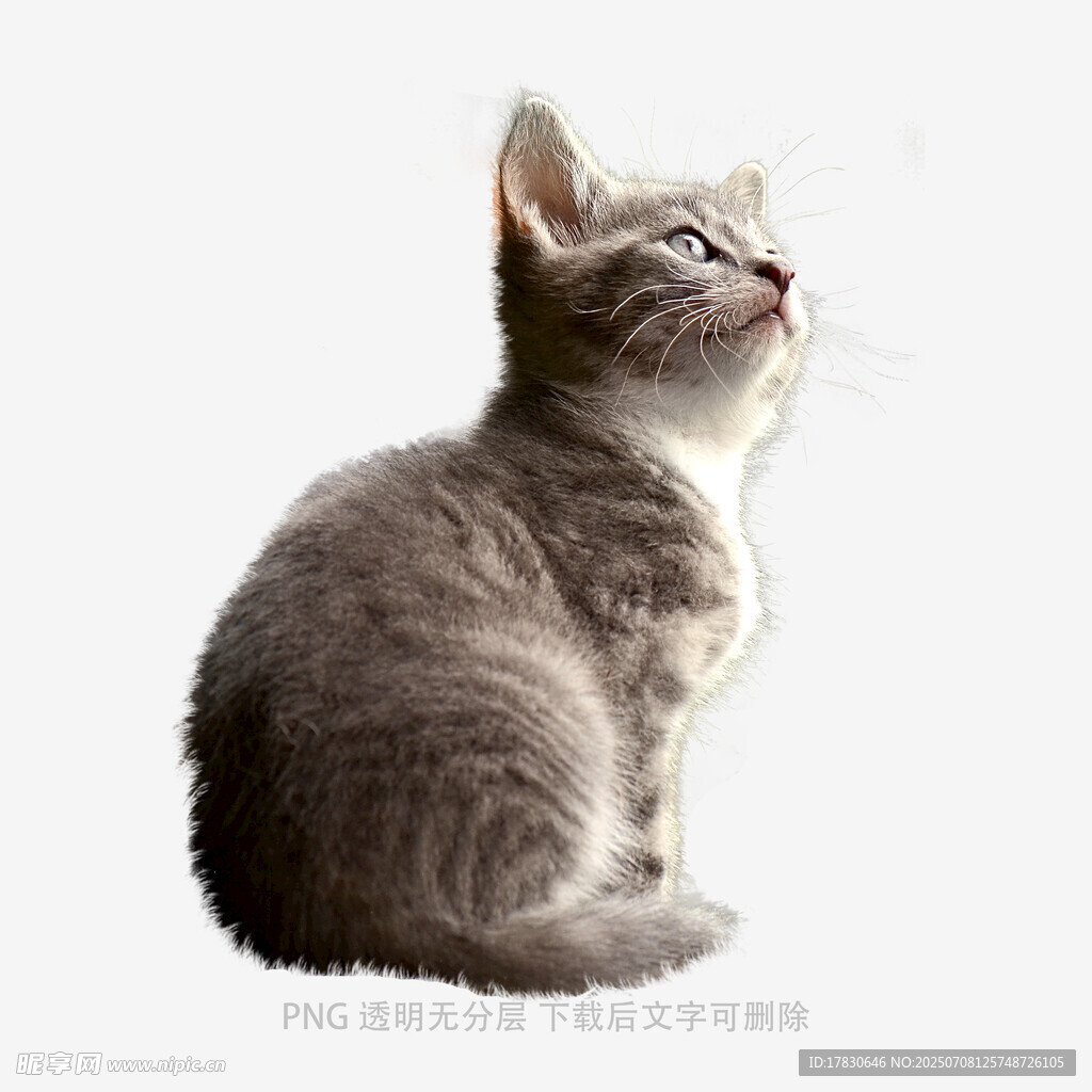 可爱灰猫仰头望
