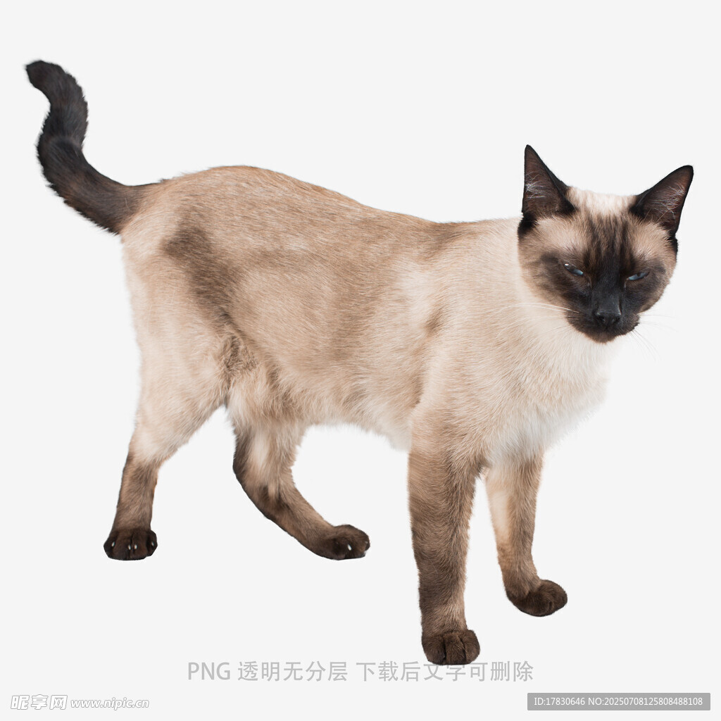 站立的暹罗猫