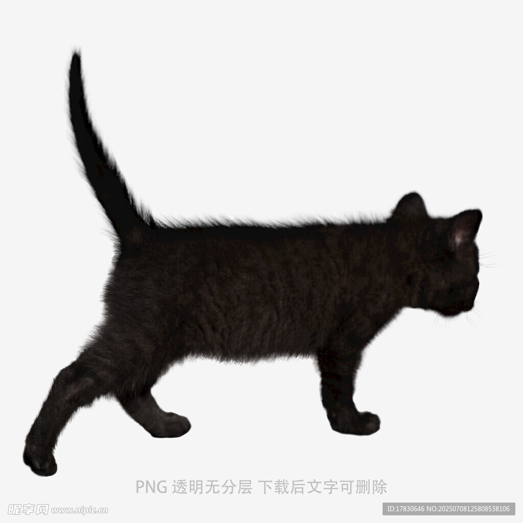 黑色小猫行走剪影