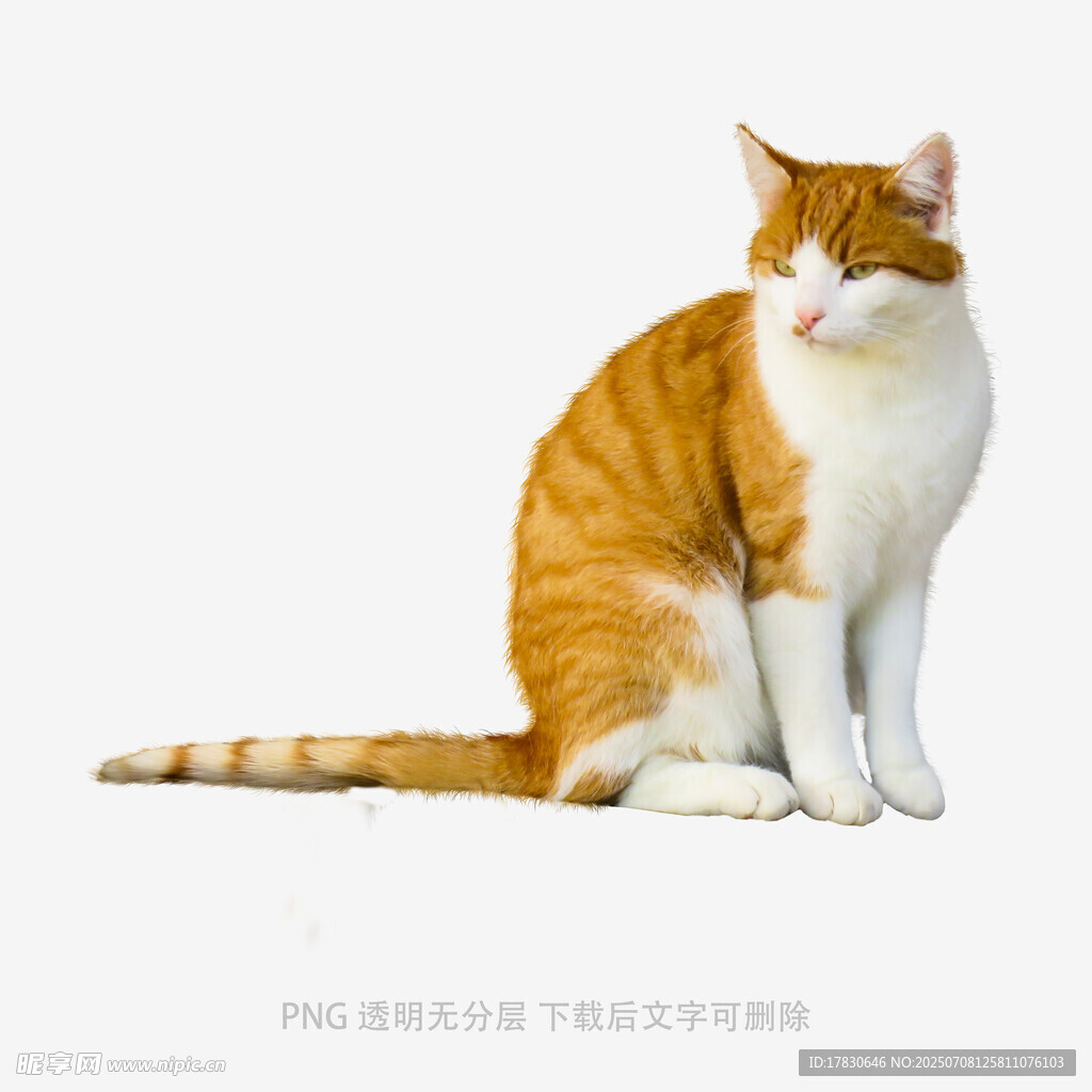 橘白猫咪优雅坐姿