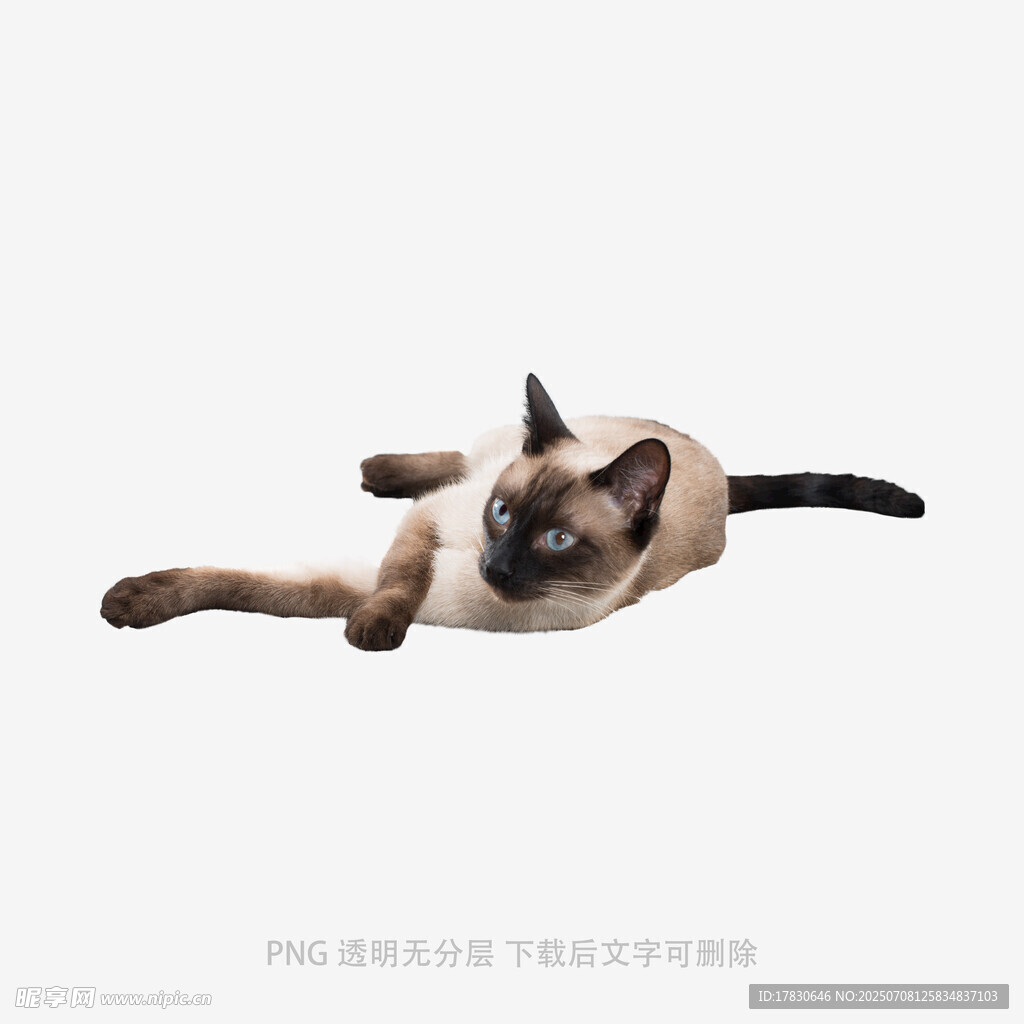 暹罗猫悠闲躺卧