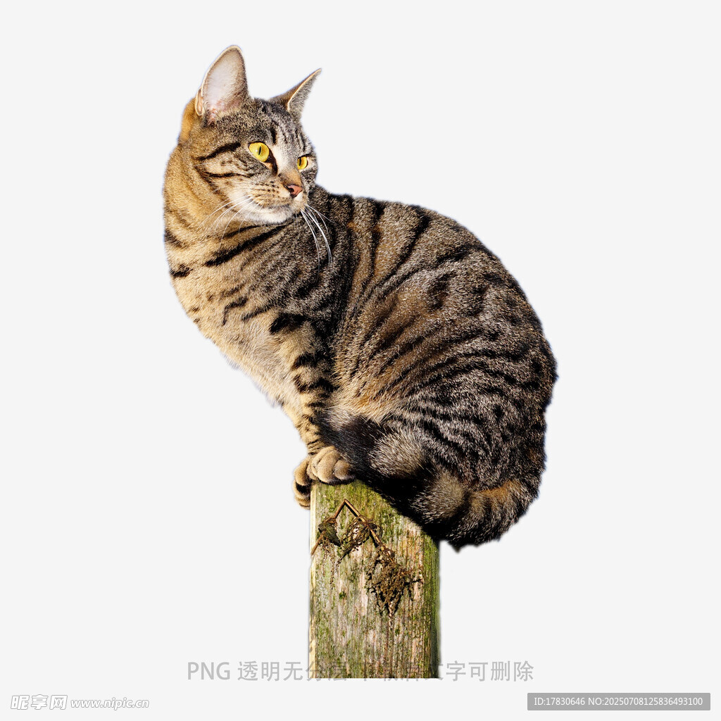 斑纹猫咪蹲坐木桩