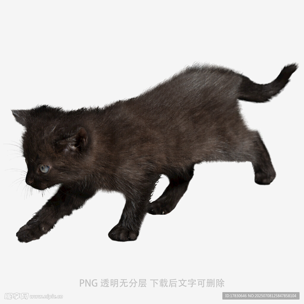 黑色小猫动态姿态图