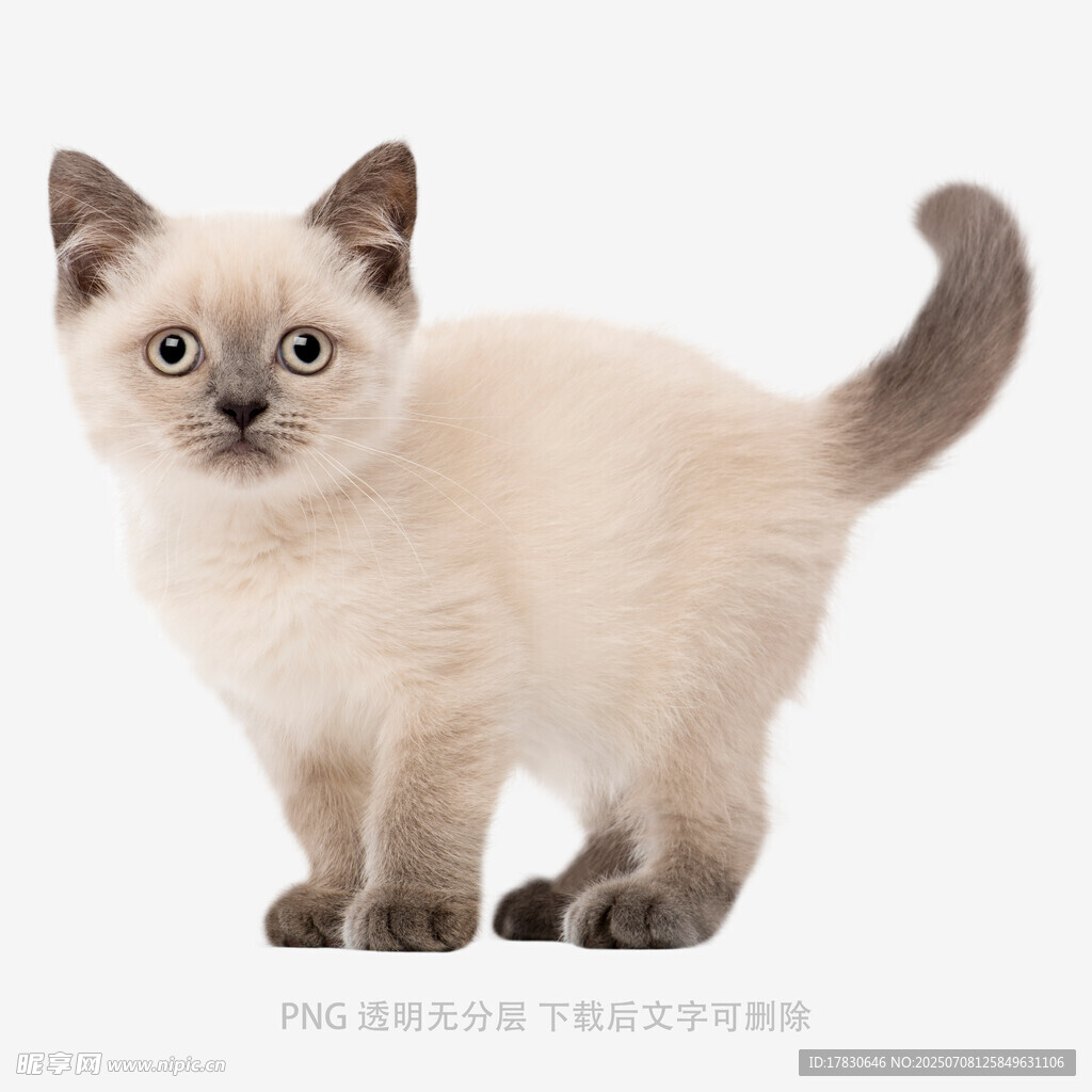 可爱小猫咪站立姿态展示