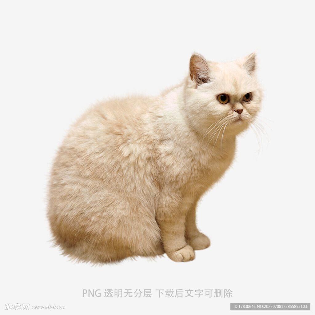 可爱米色猫咪端坐
