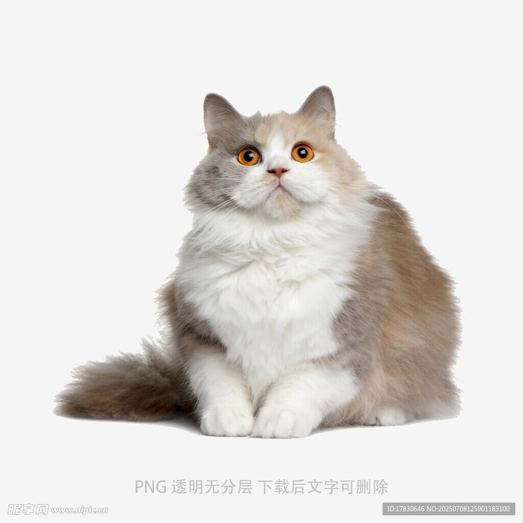 可爱长毛猫端坐