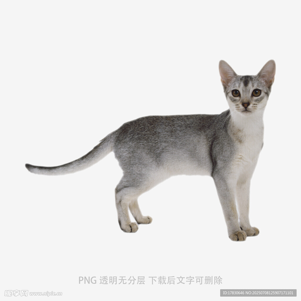 可爱银灰小猫站立姿态