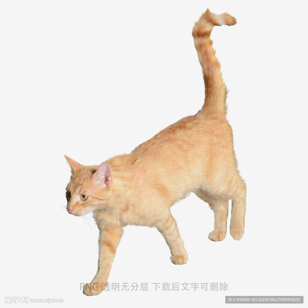 橘色小猫优雅行走