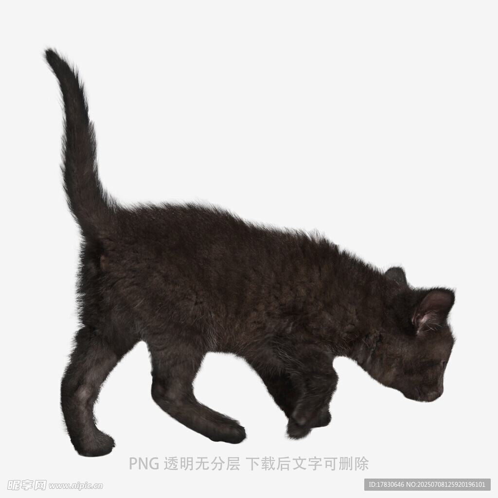 黑色小猫行走瞬间