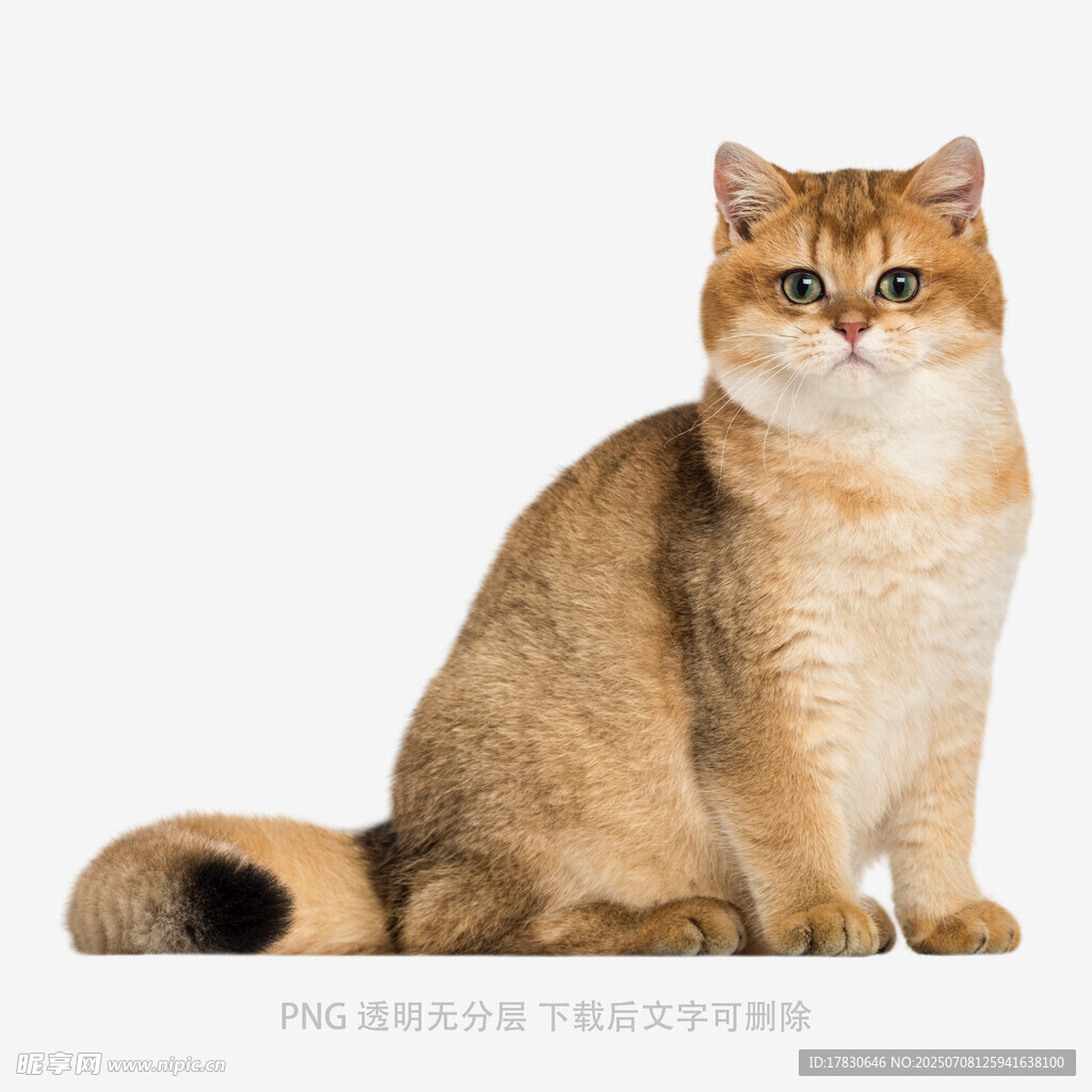 可爱金渐层猫咪端坐