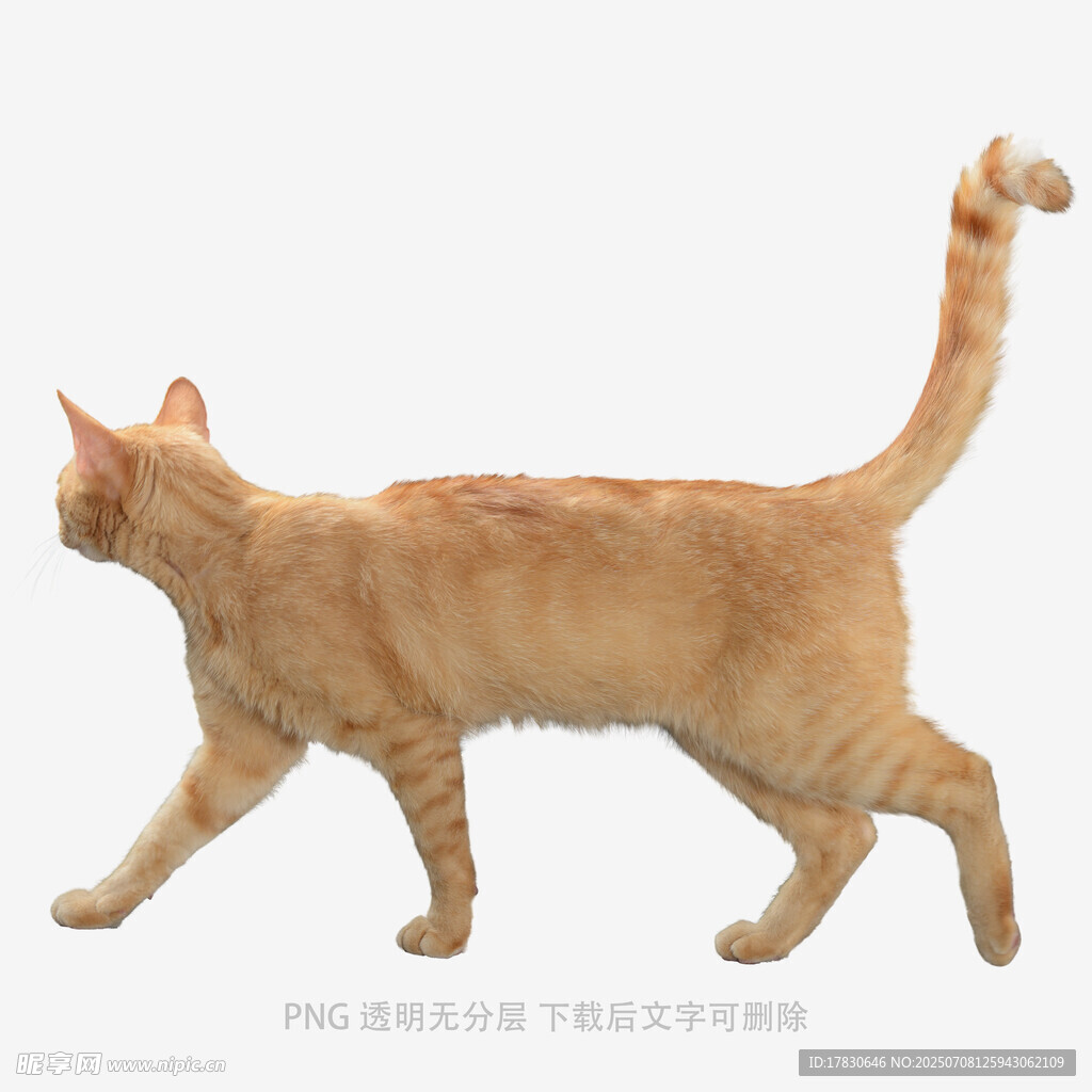 行走的橘色猫咪