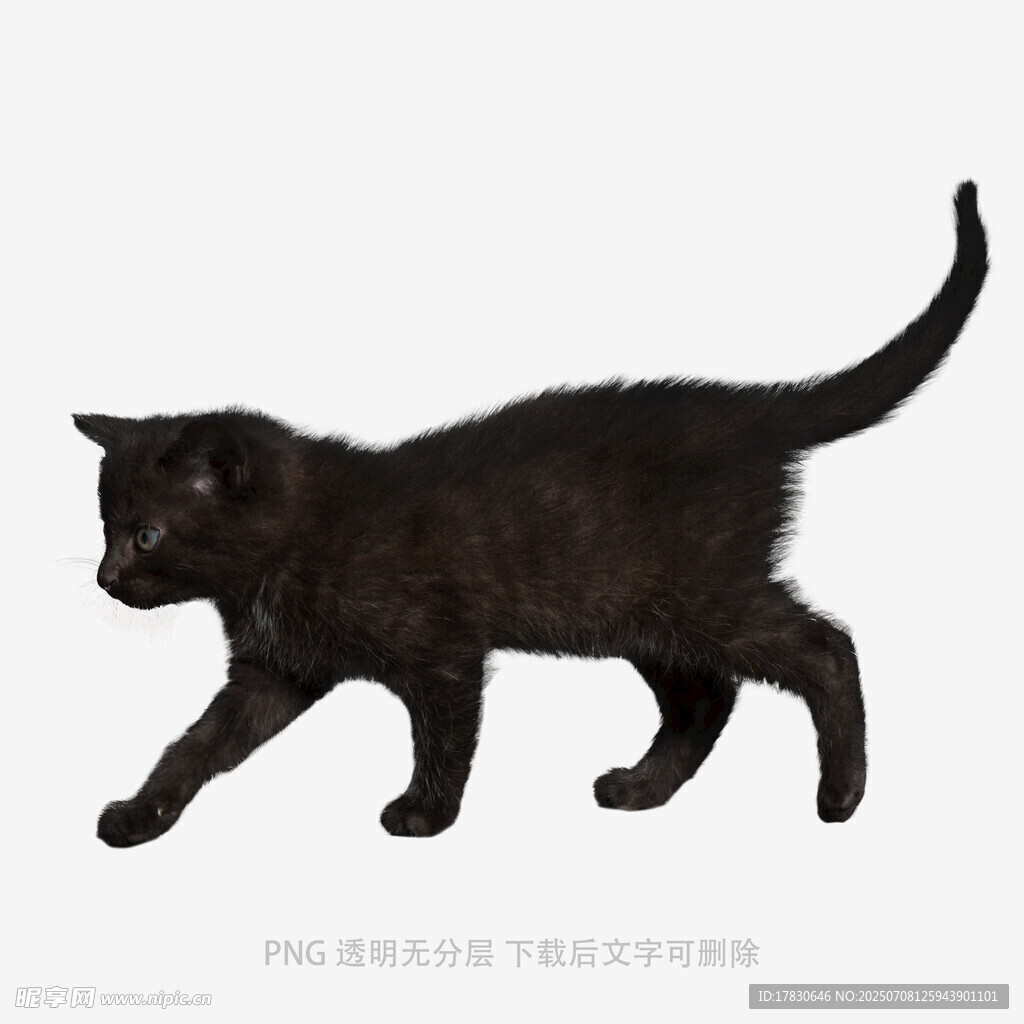 黑色小猫行走瞬间