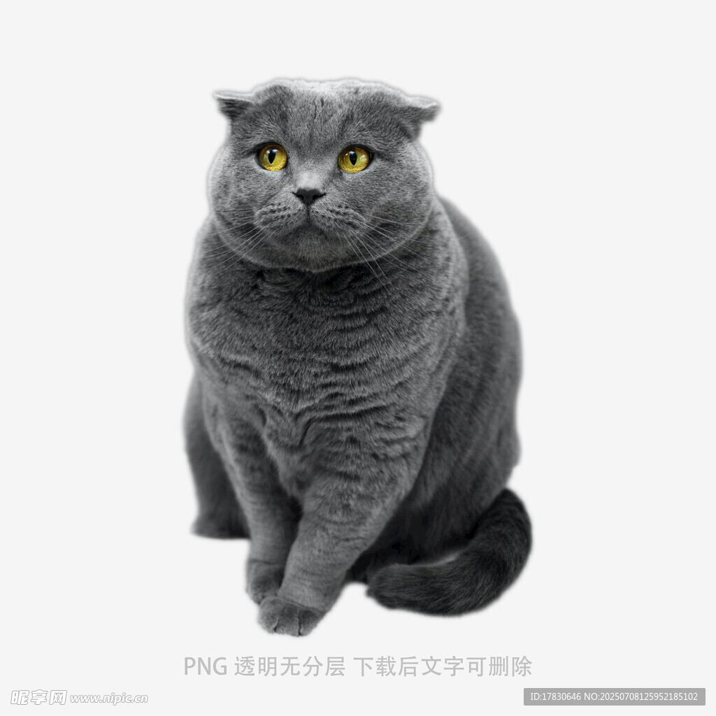 灰色萌态英短猫