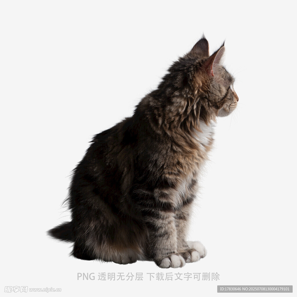坐着的长毛猫